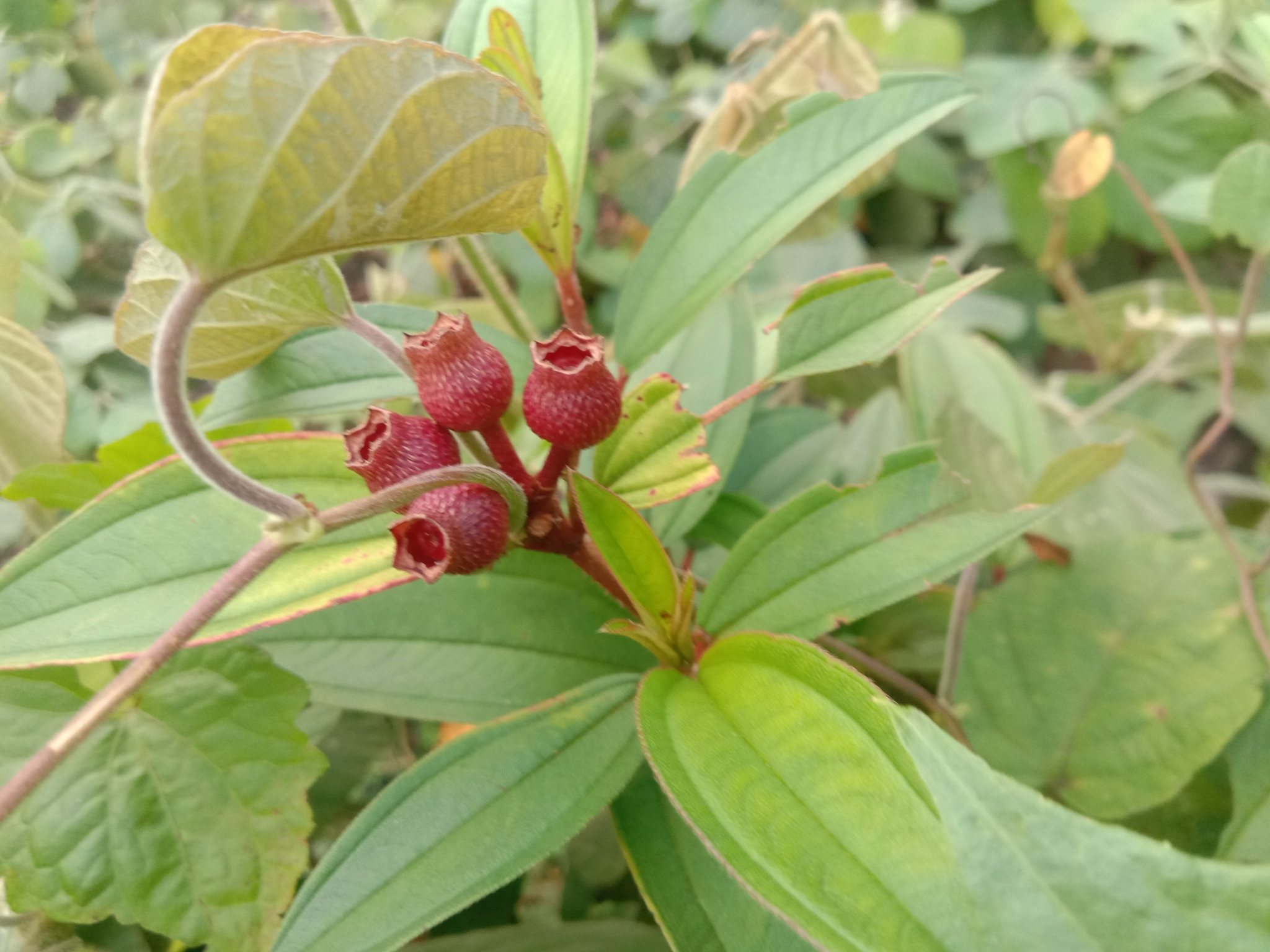 Melastoma malabathricum