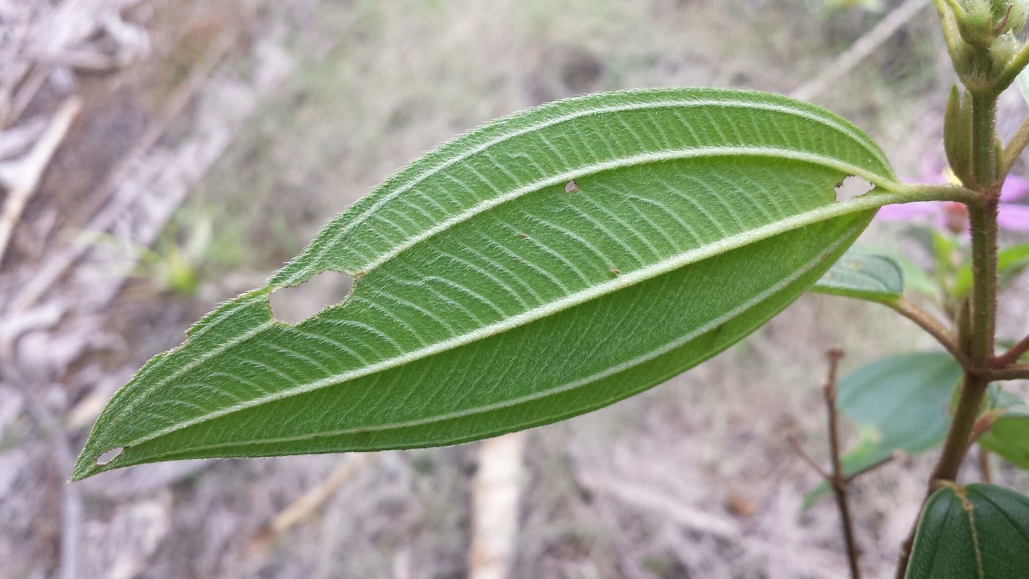 Melastoma malabathricum