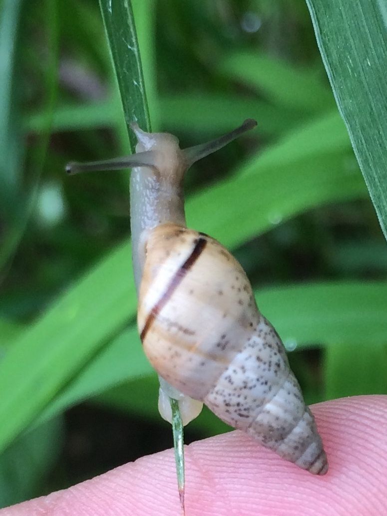 Rachis punctatus