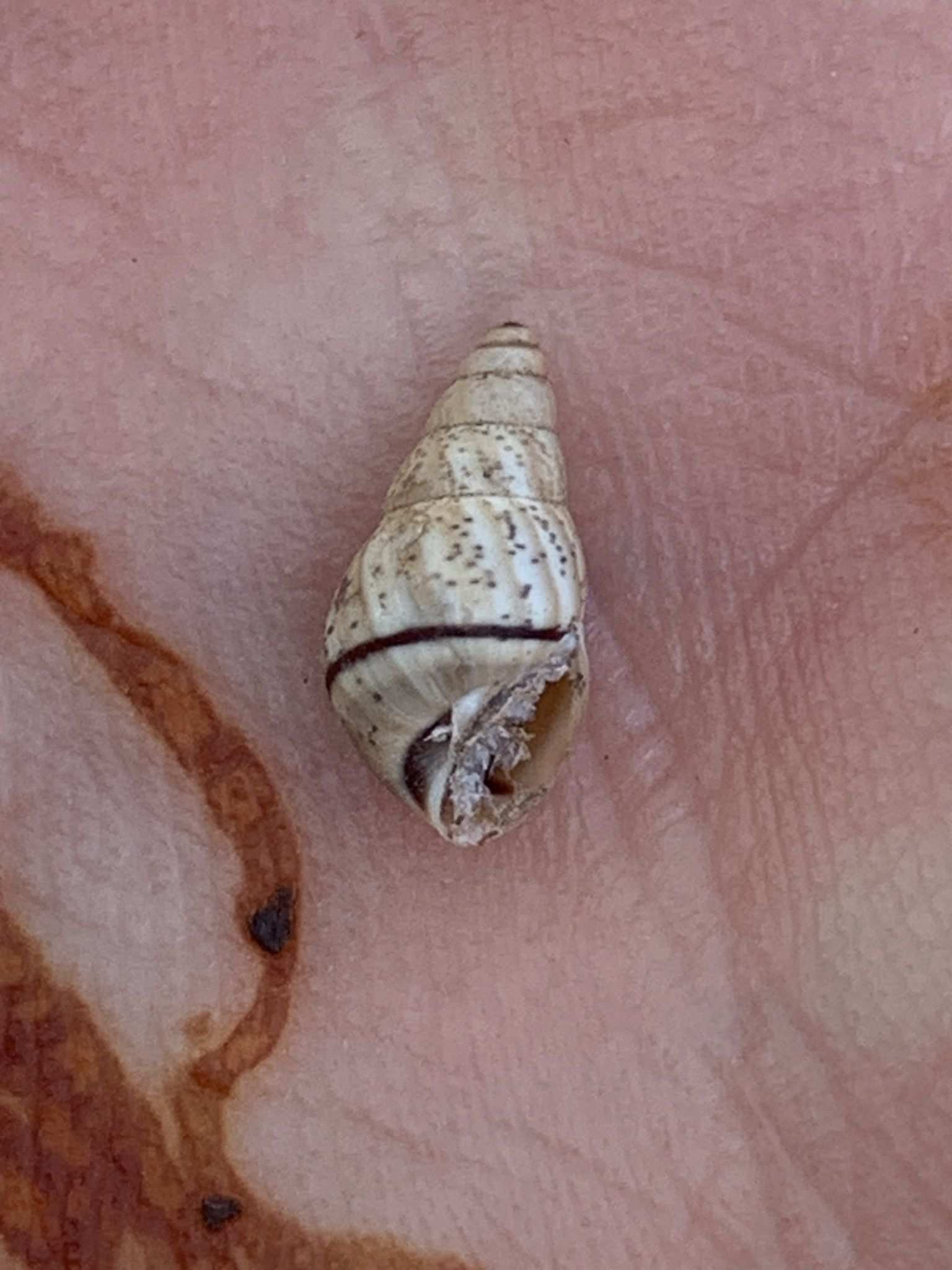 Rachis punctatus
