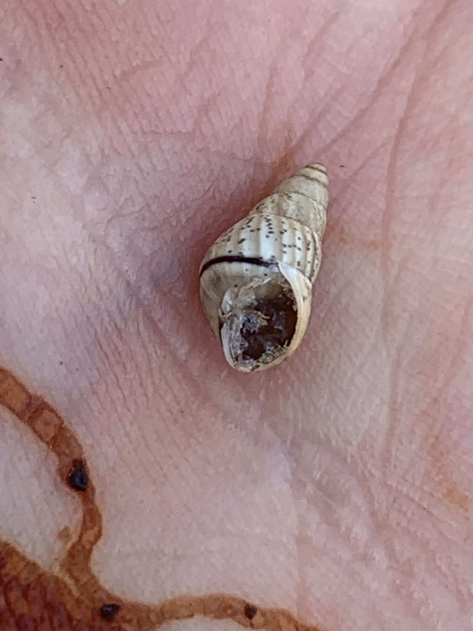 Rachis punctatus