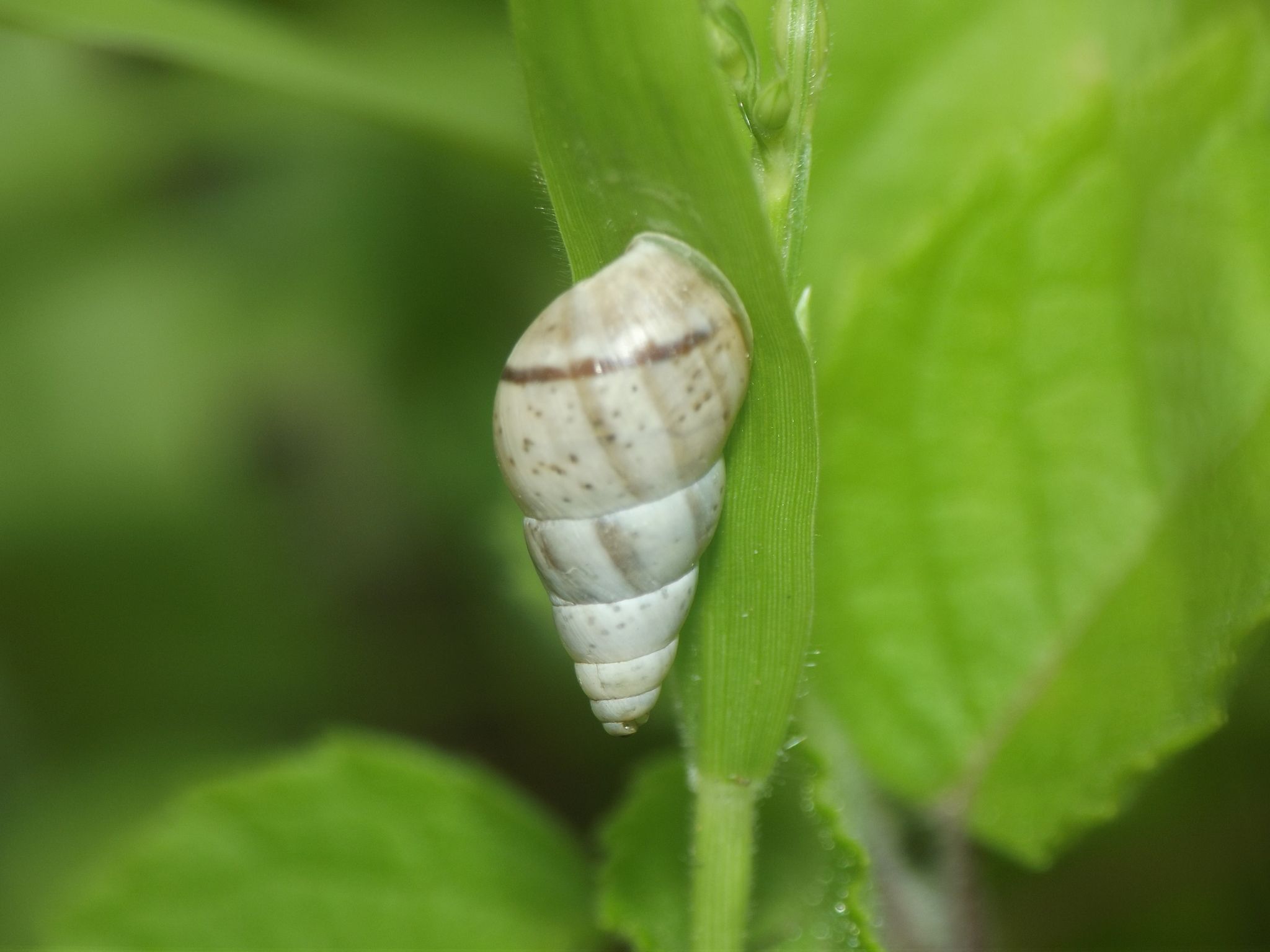Rachis punctatus