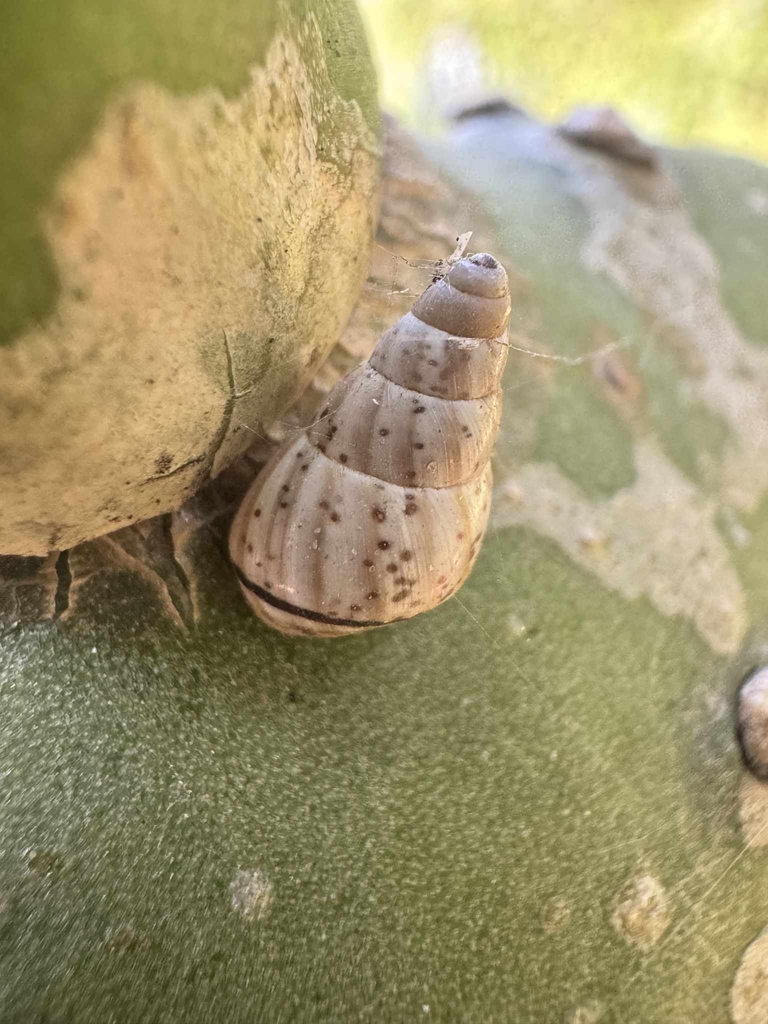 Rachis punctatus