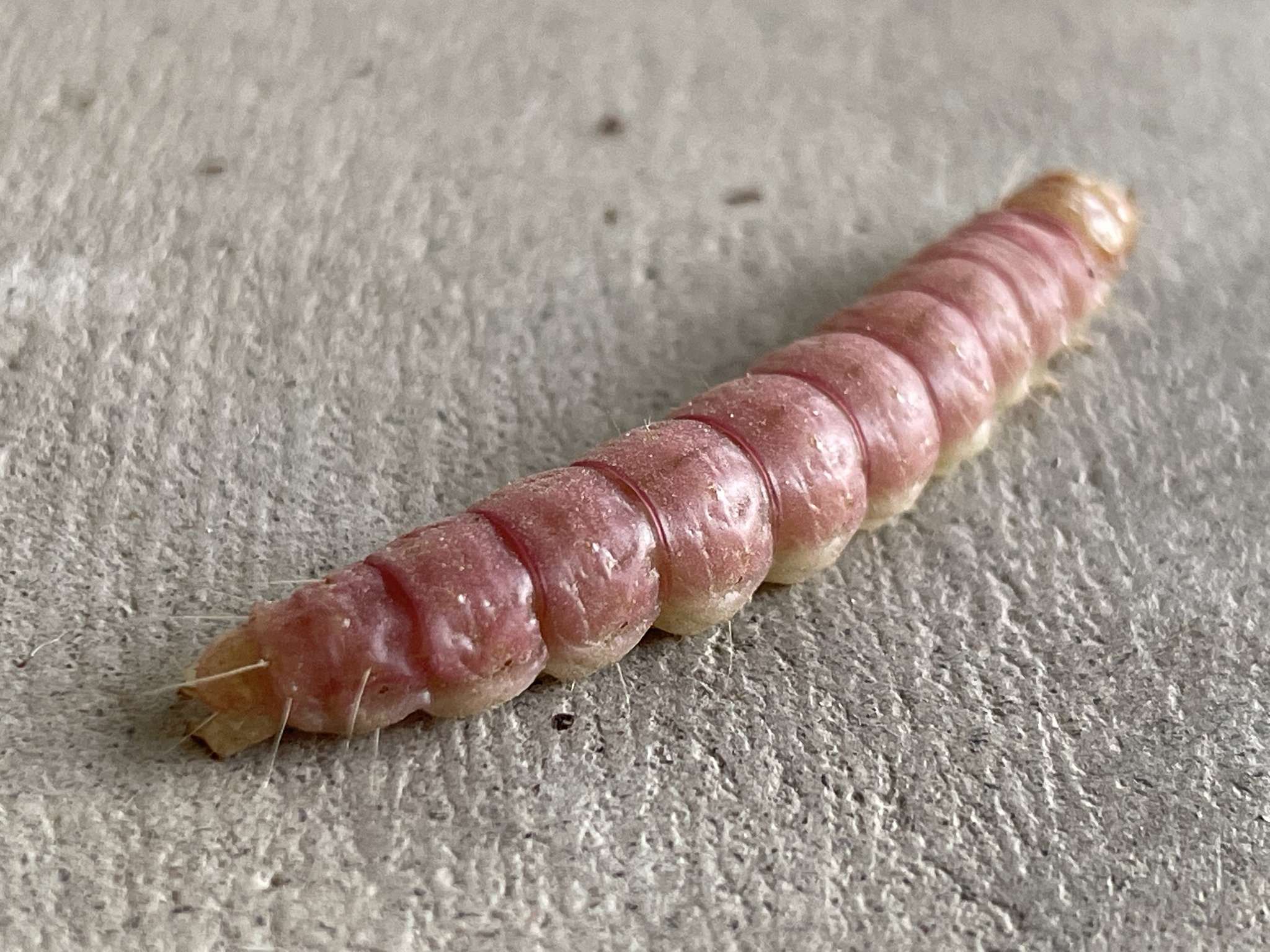 Litoprosopus