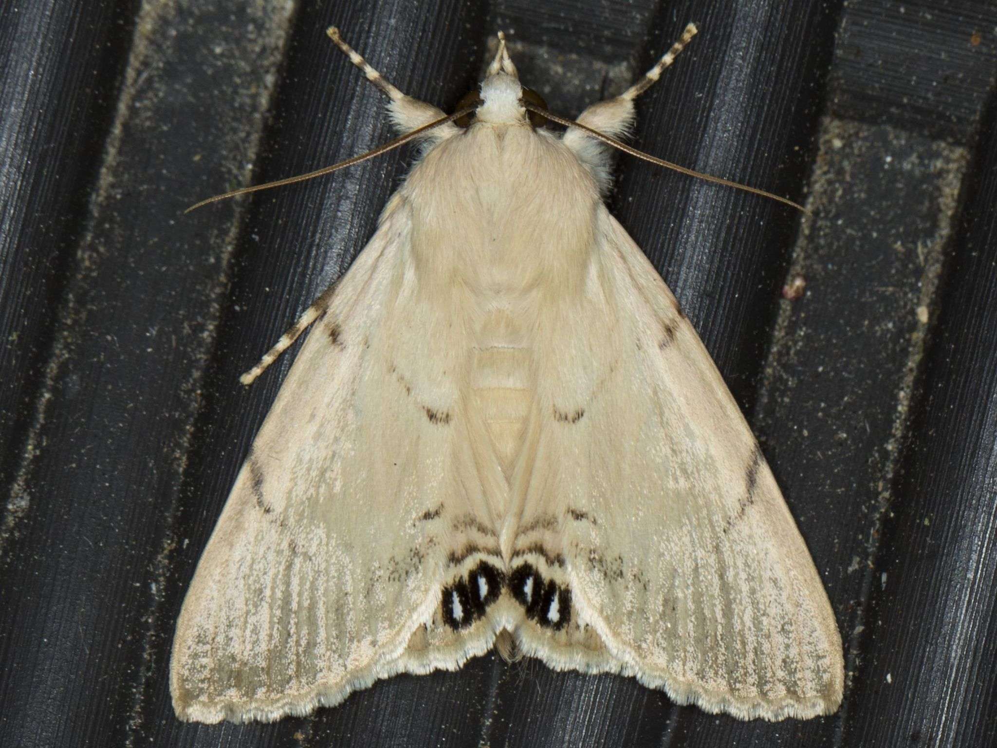 Litoprosopus