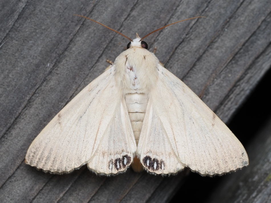 Litoprosopus
