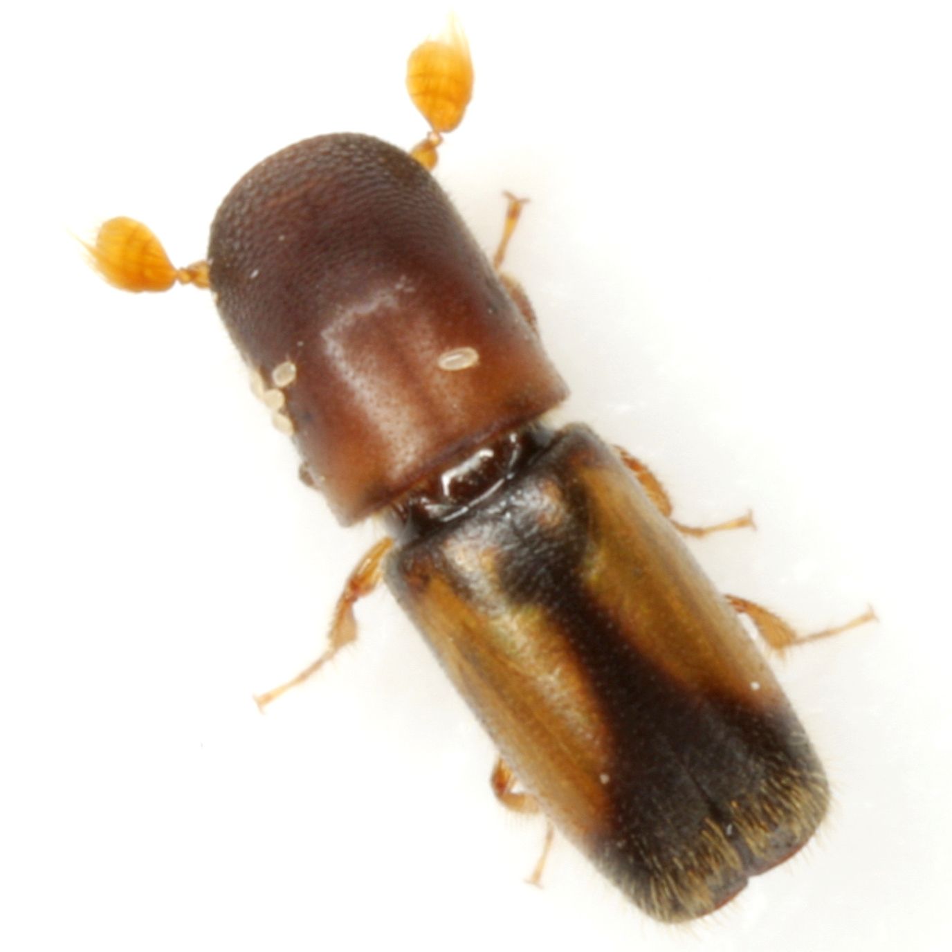 Monarthrum fasciatum