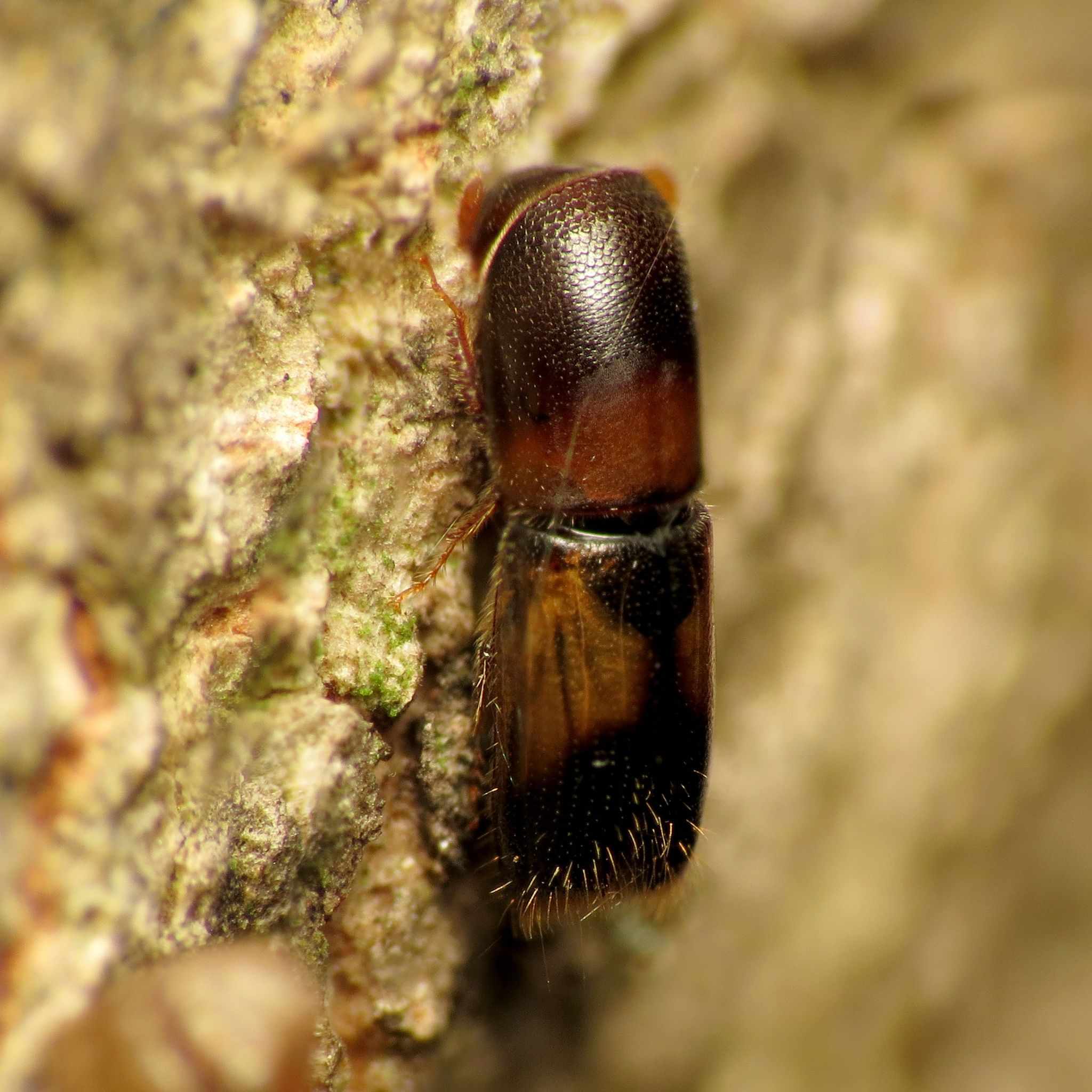 Monarthrum fasciatum