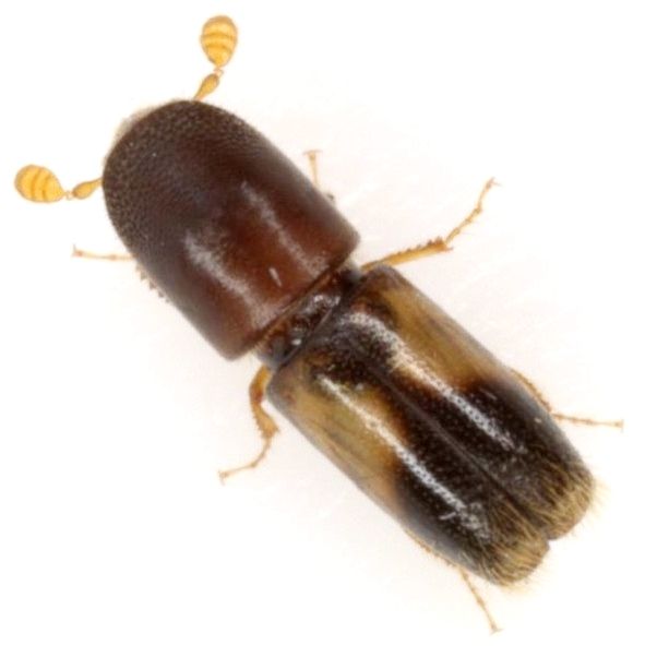 Monarthrum fasciatum