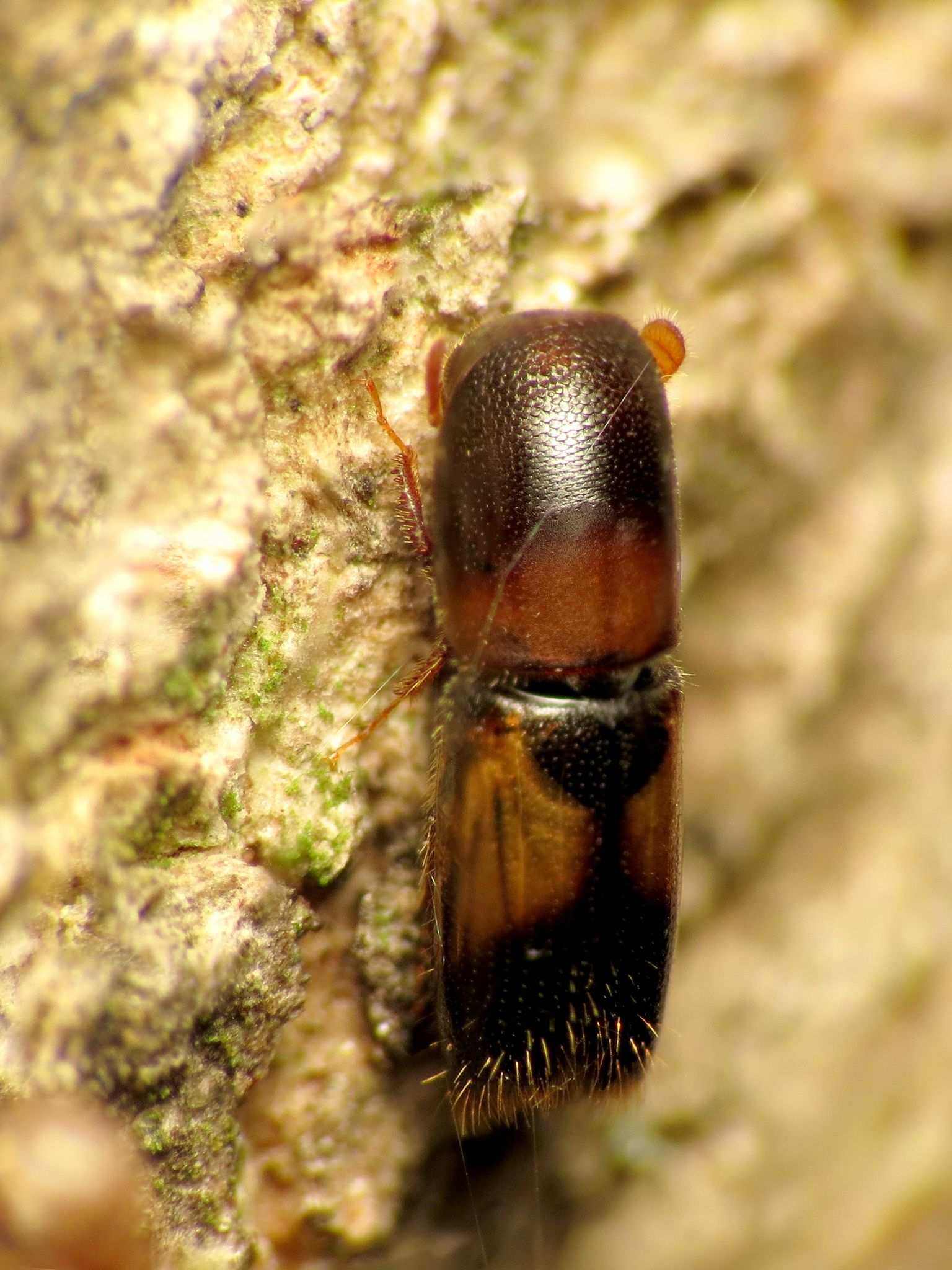 Monarthrum fasciatum