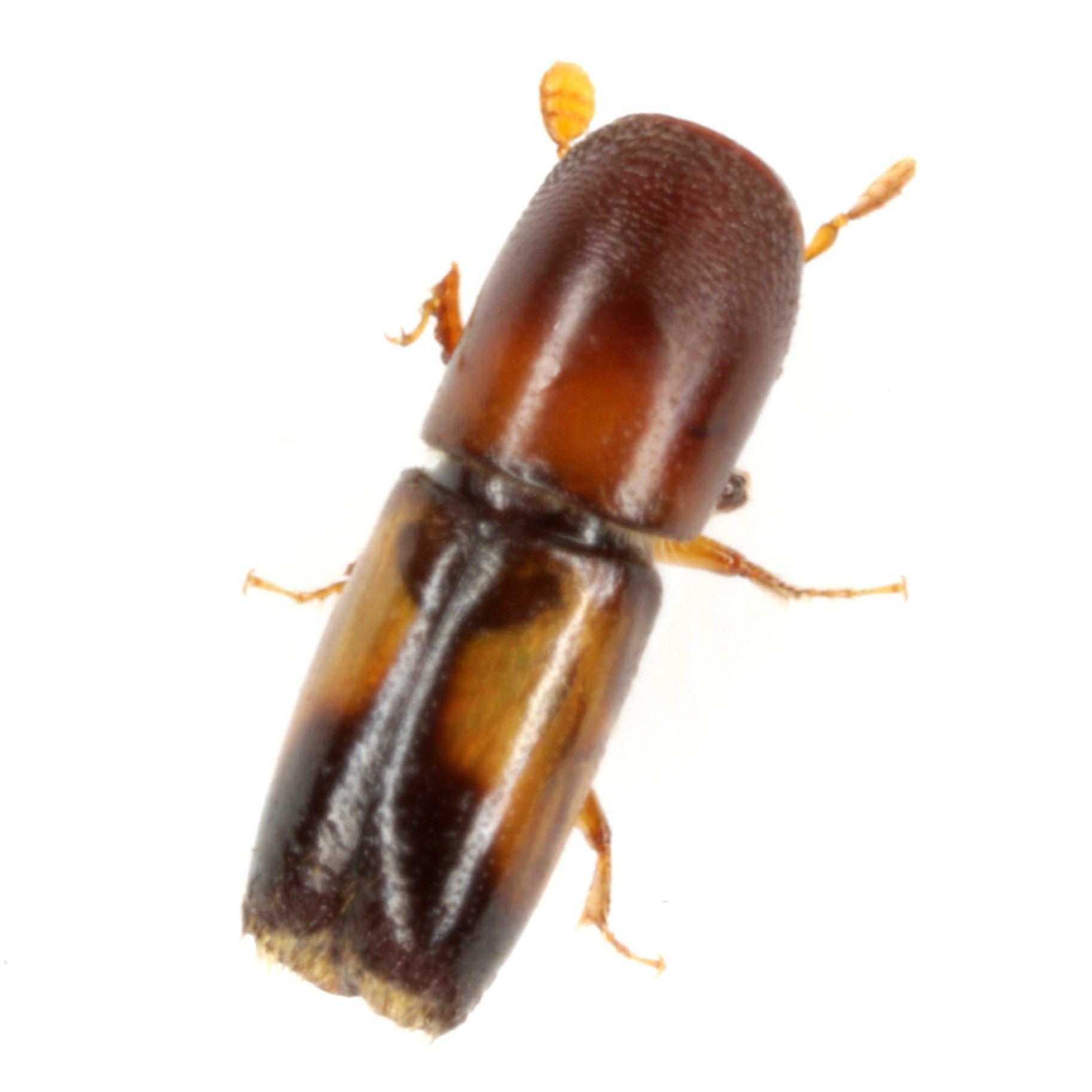 Monarthrum fasciatum
