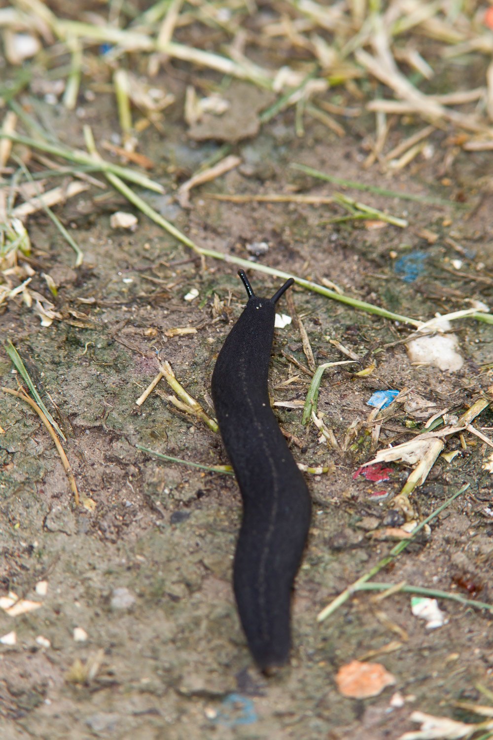 Belocaulus angustipes