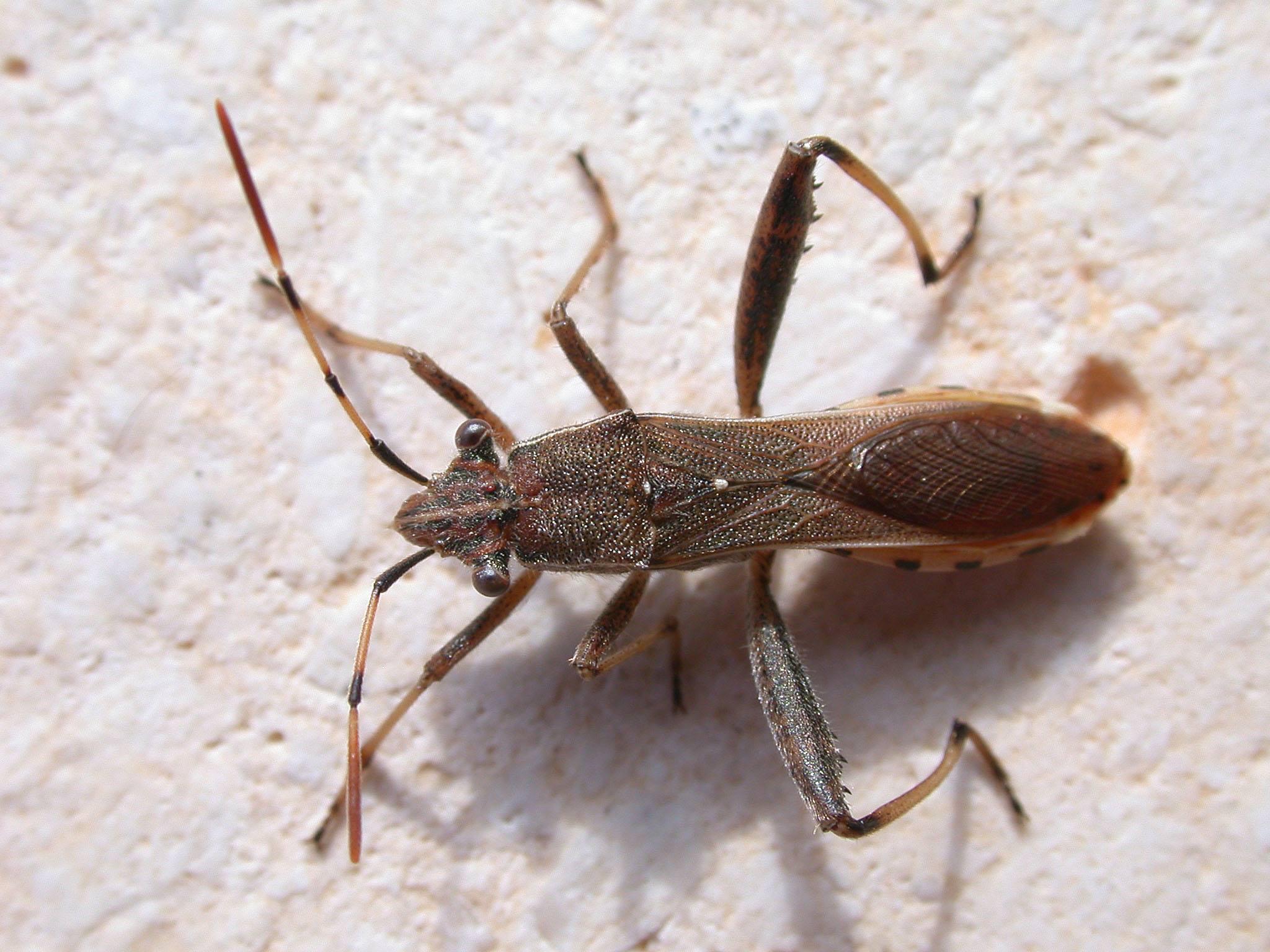 Camptopus lateralis