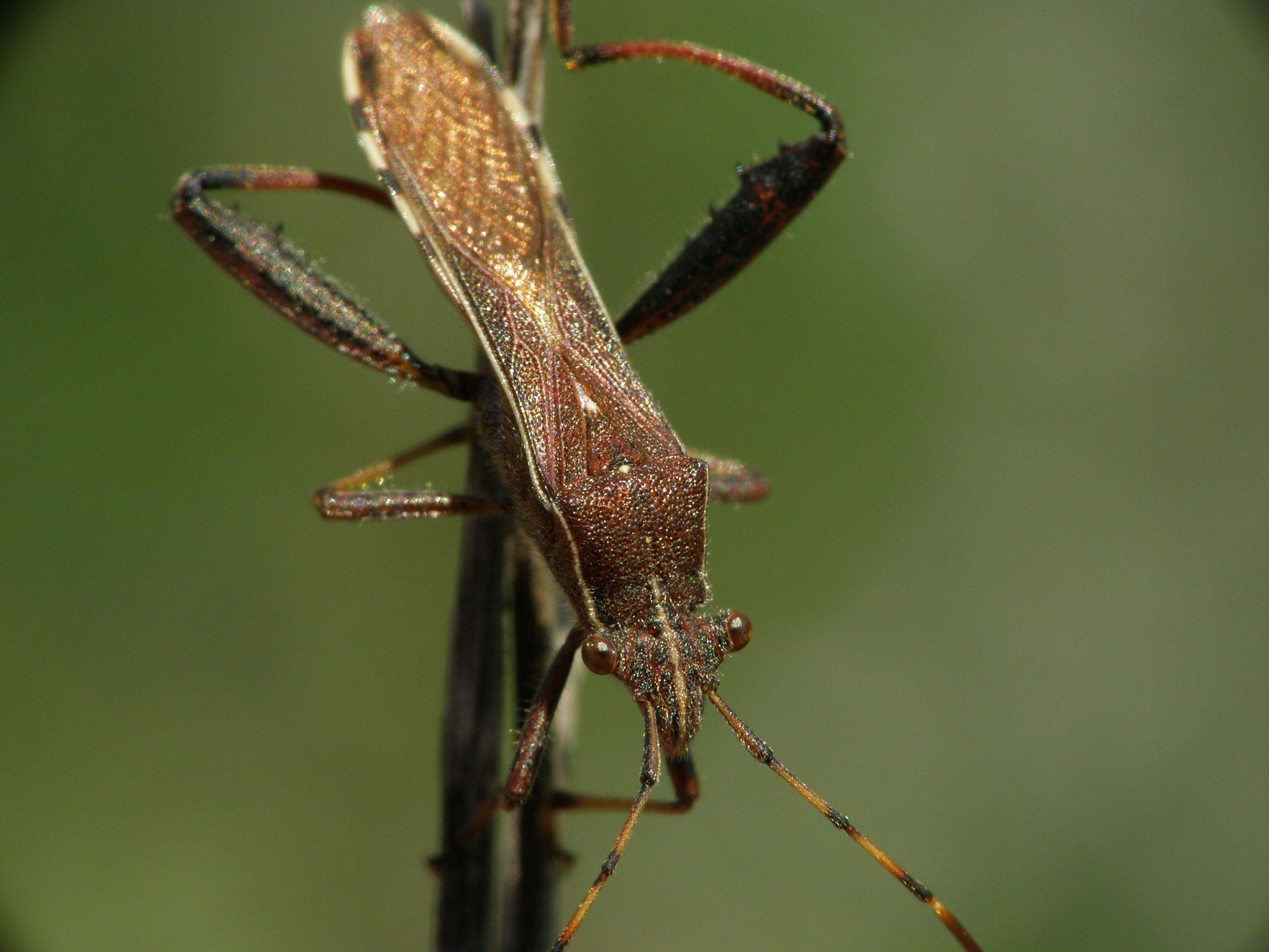 Camptopus lateralis