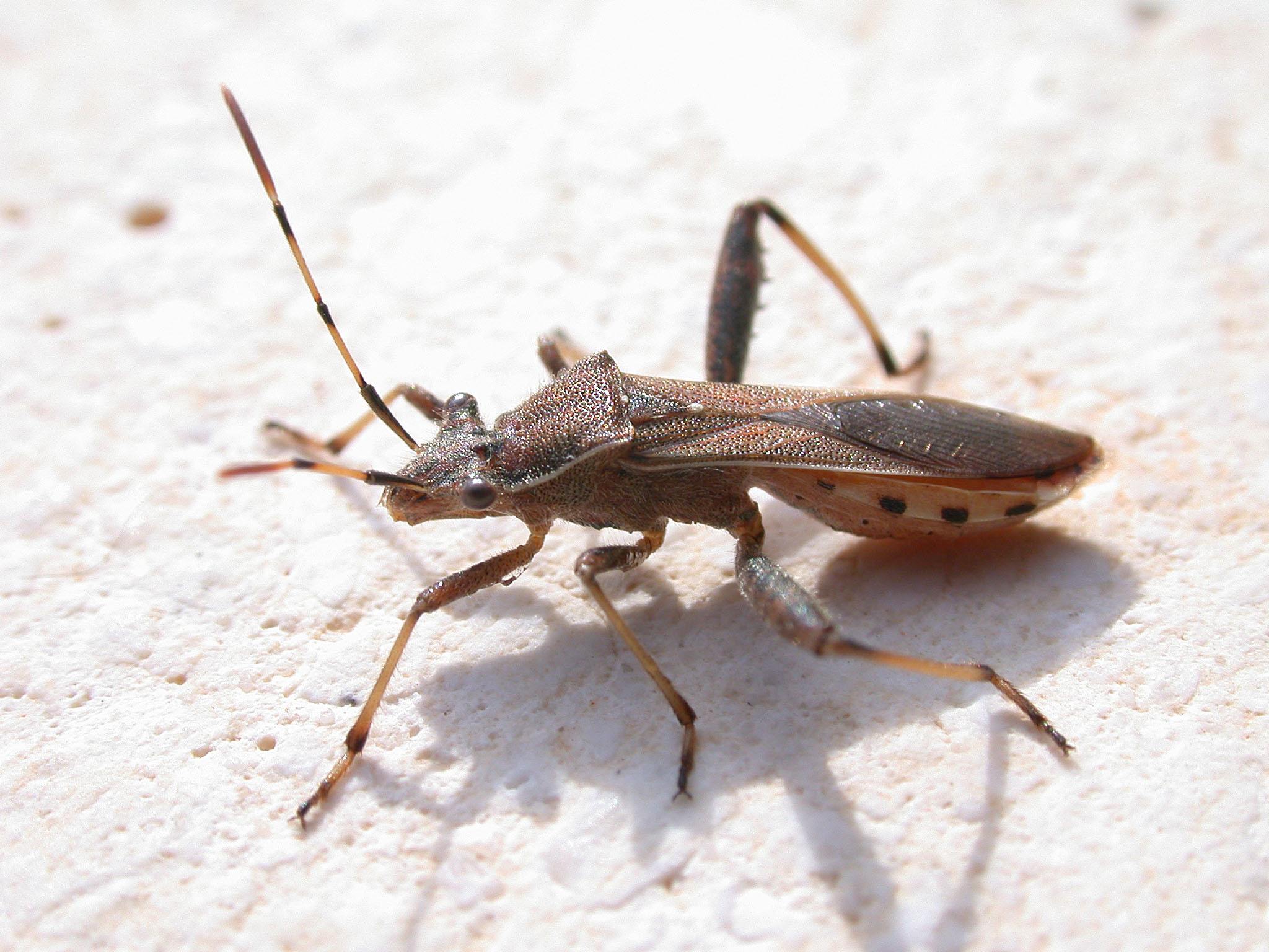 Camptopus lateralis