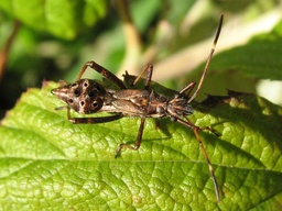 Camptopus lateralis
