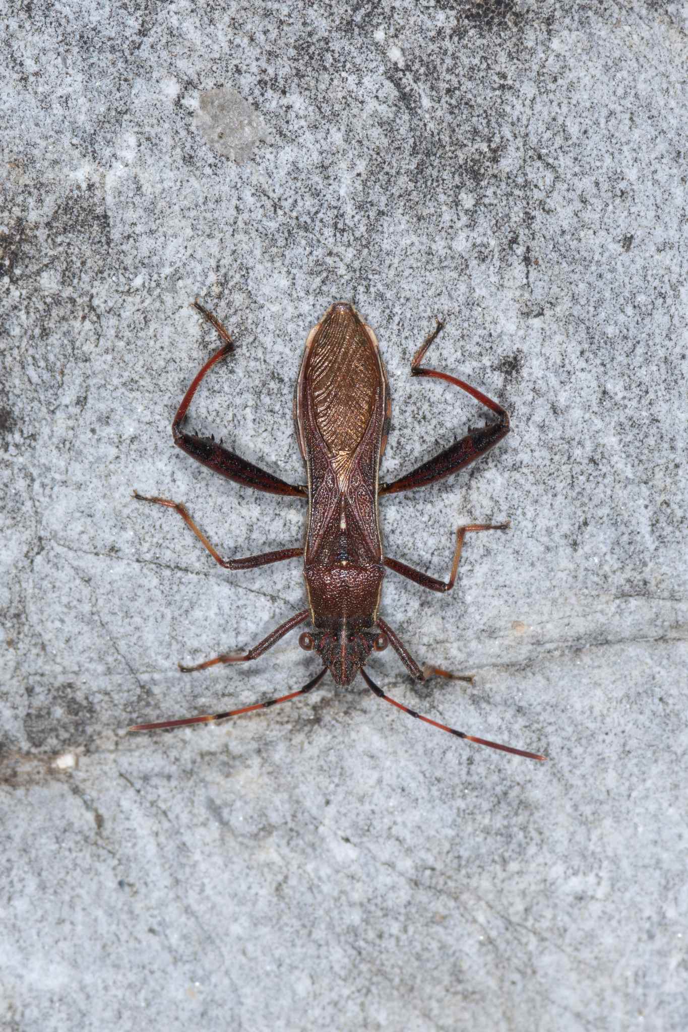 Camptopus lateralis