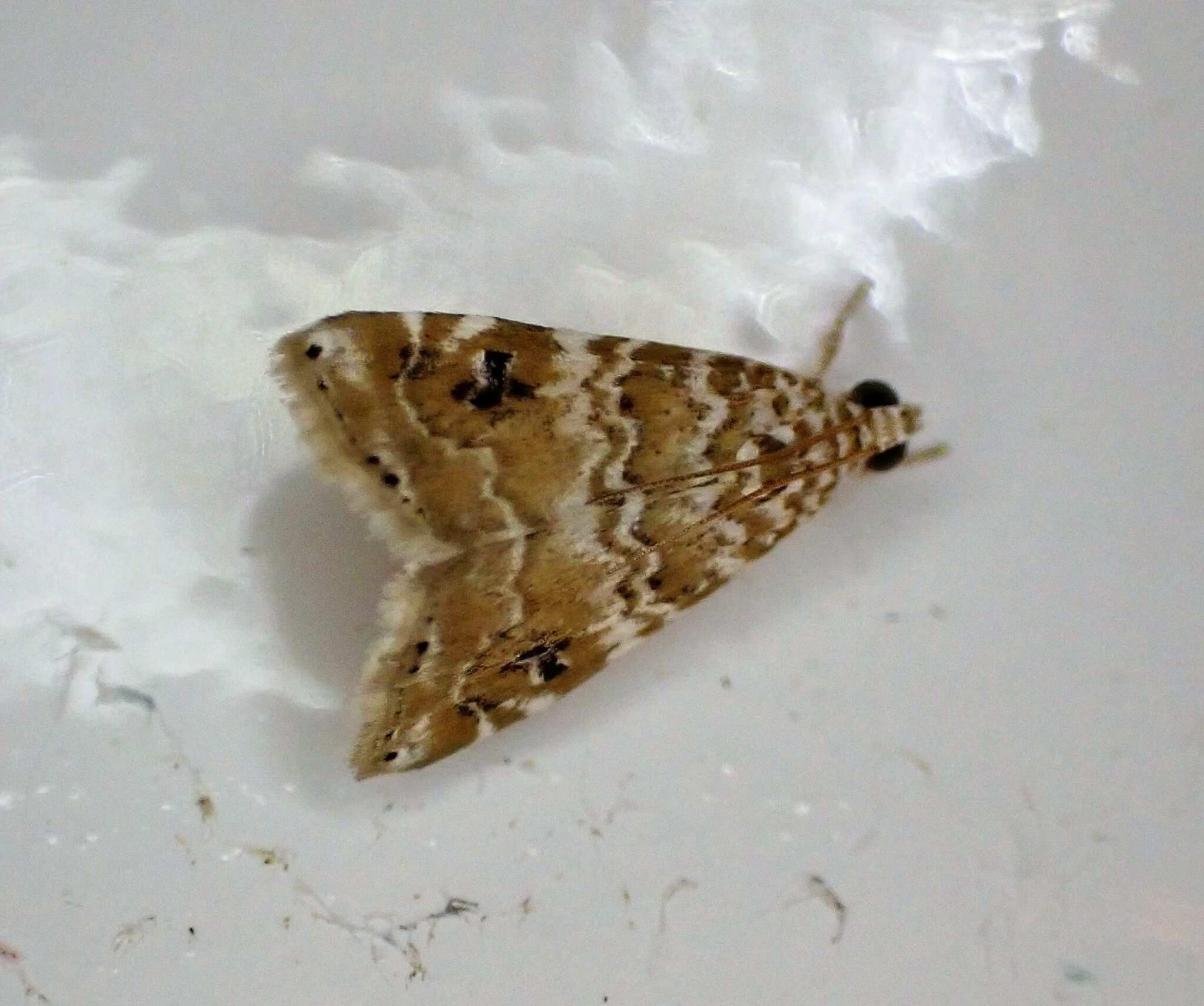 Hellula phidilealis