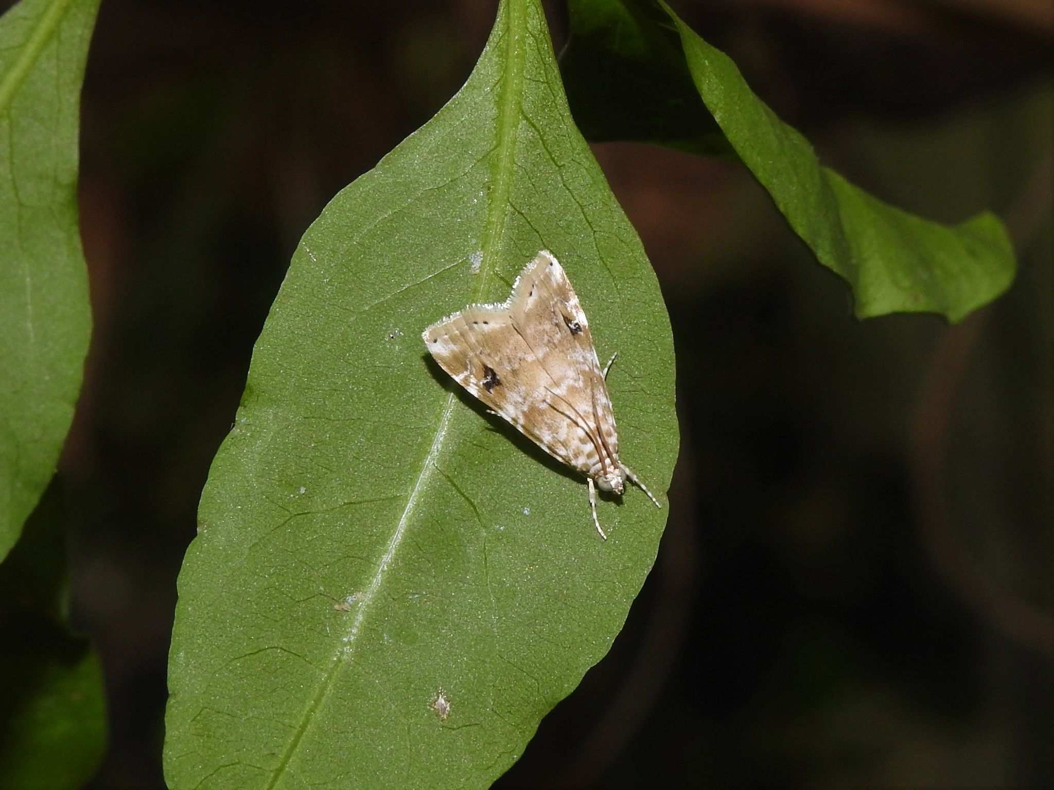 Hellula phidilealis