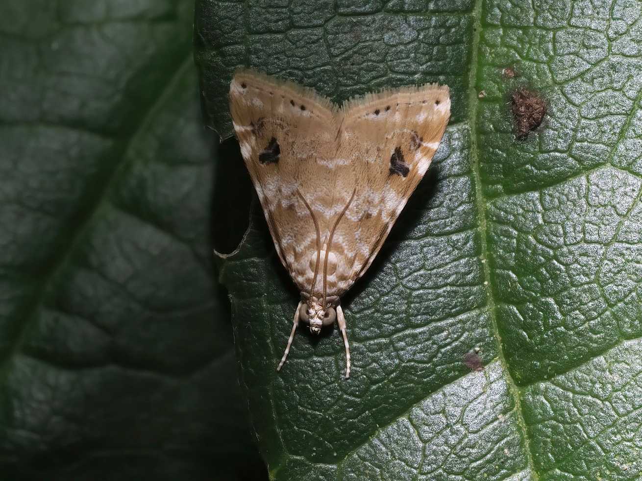 Hellula phidilealis