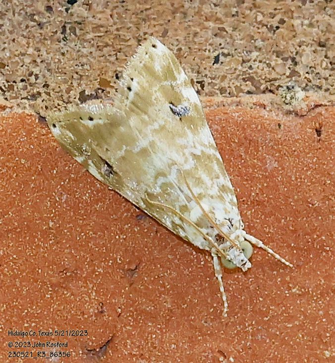 Hellula phidilealis
