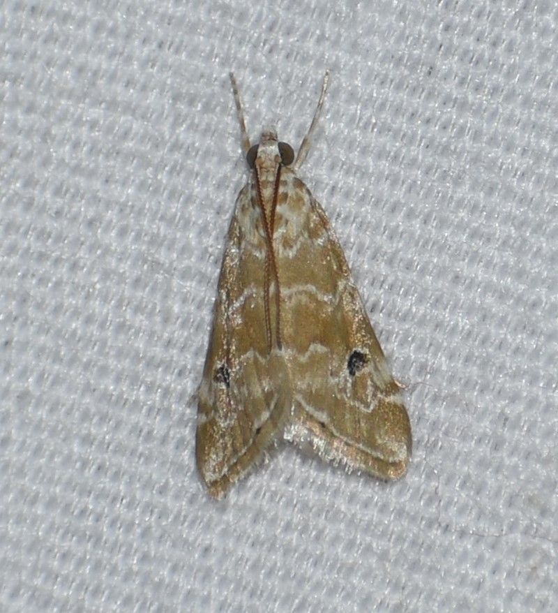 Hellula phidilealis