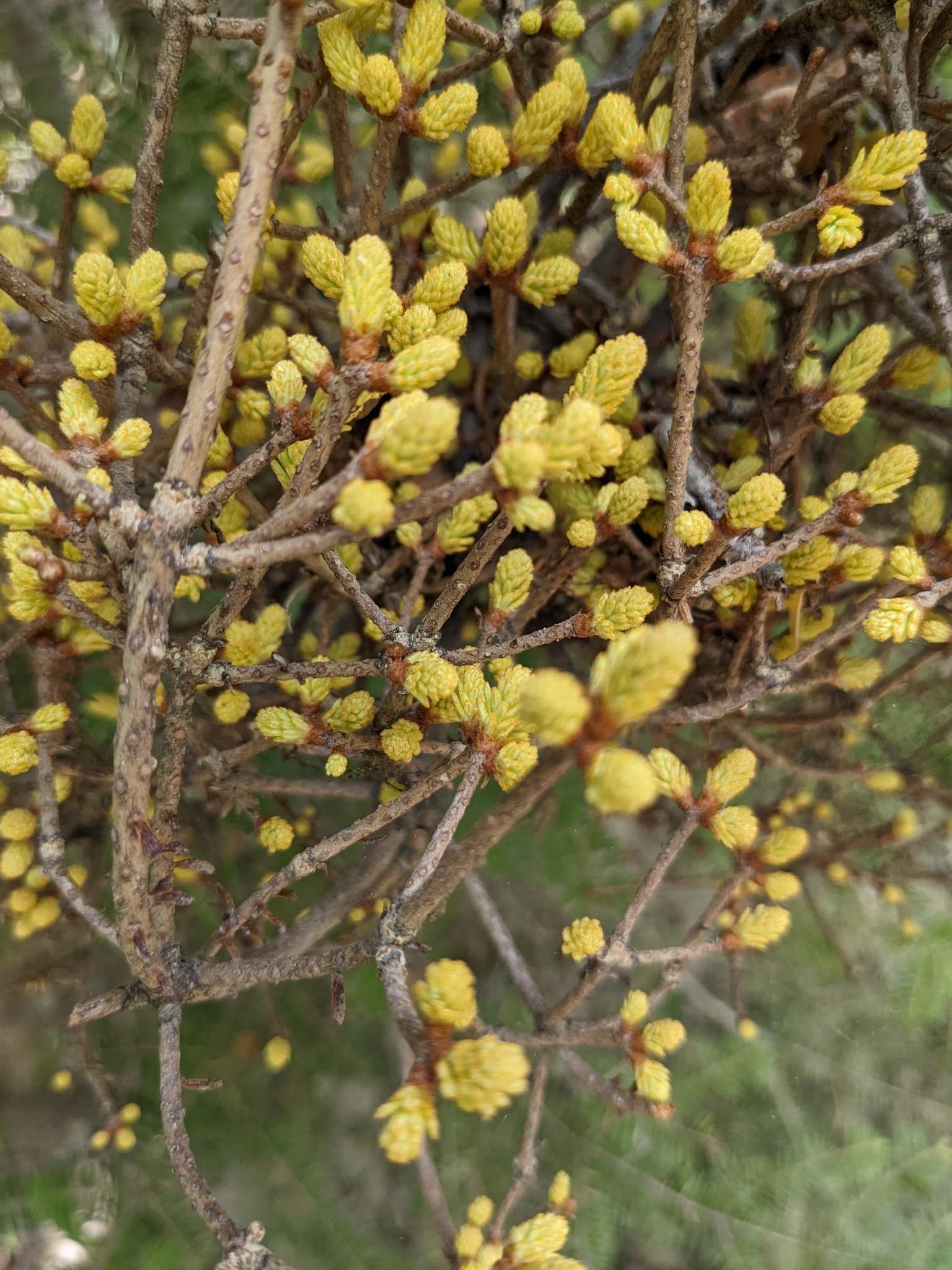 Chrysomyxa arctostaphyli