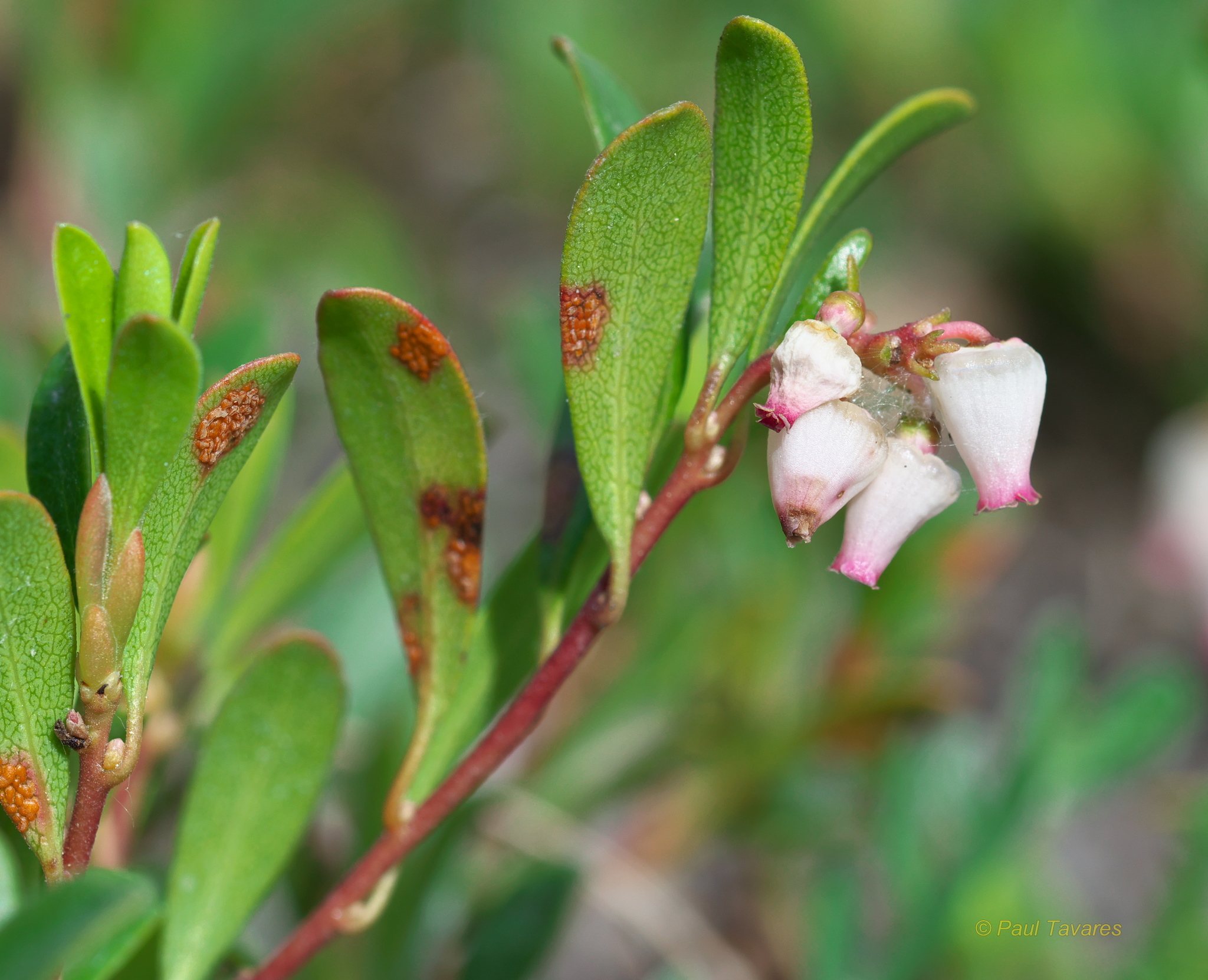 Chrysomyxa arctostaphyli