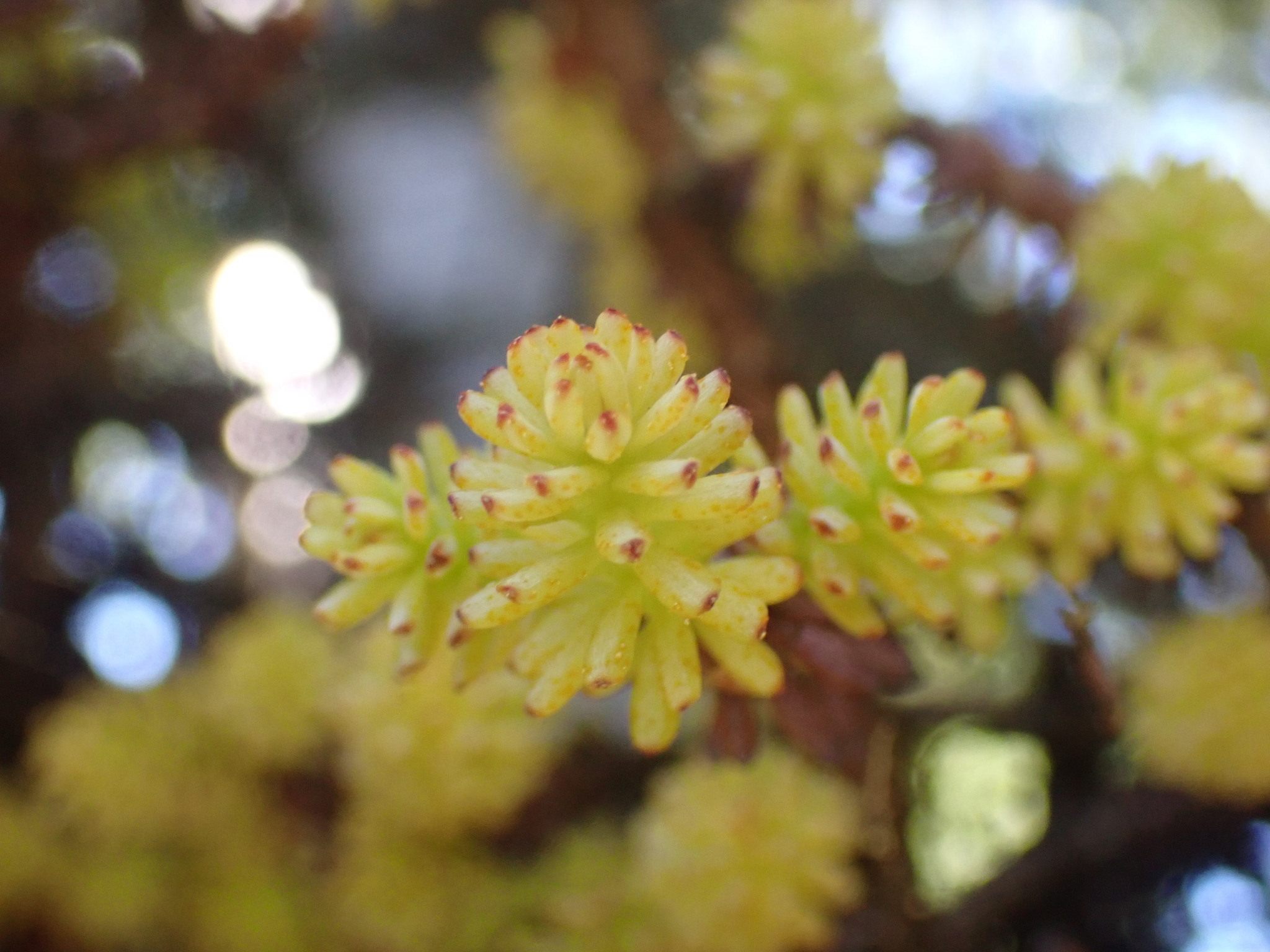 Chrysomyxa arctostaphyli