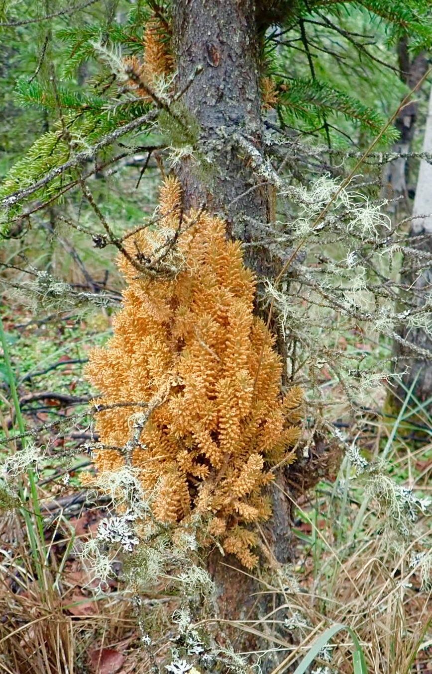 Chrysomyxa arctostaphyli