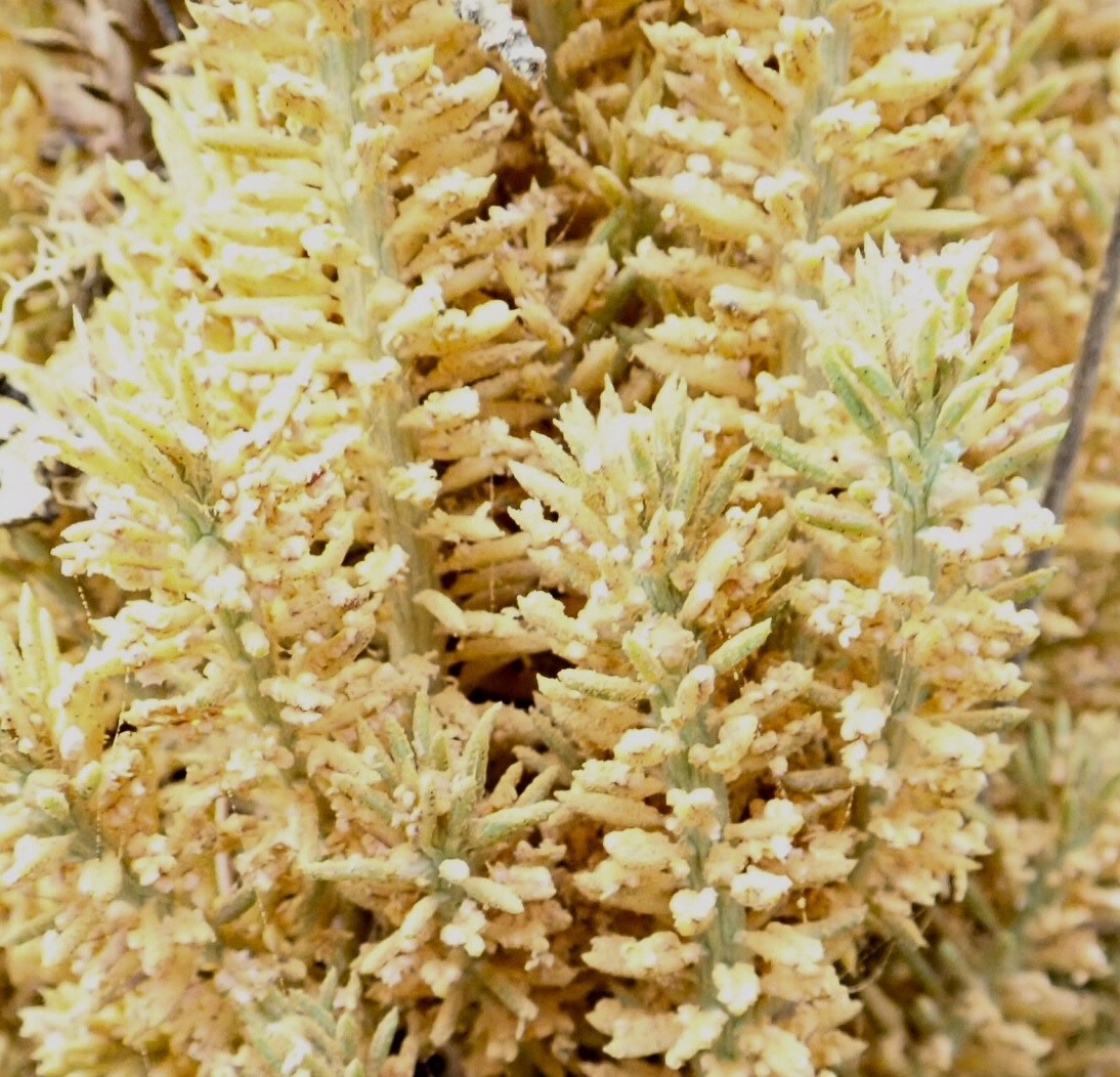 Chrysomyxa arctostaphyli