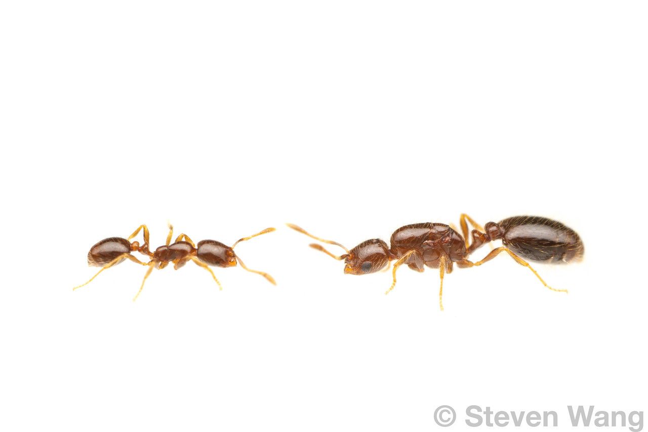 Solenopsis papuana