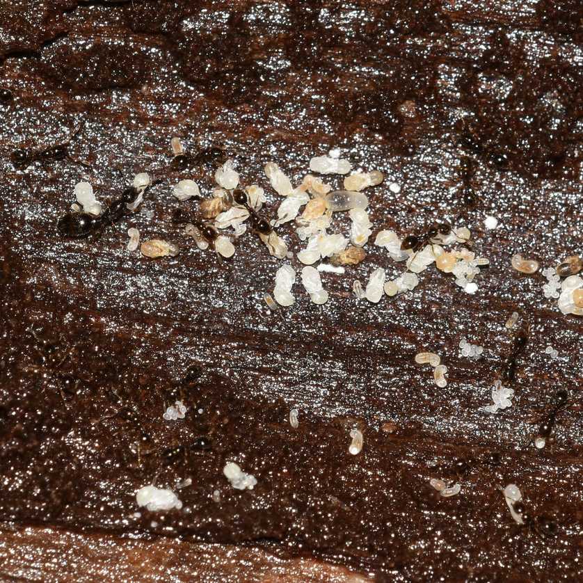 Solenopsis papuana
