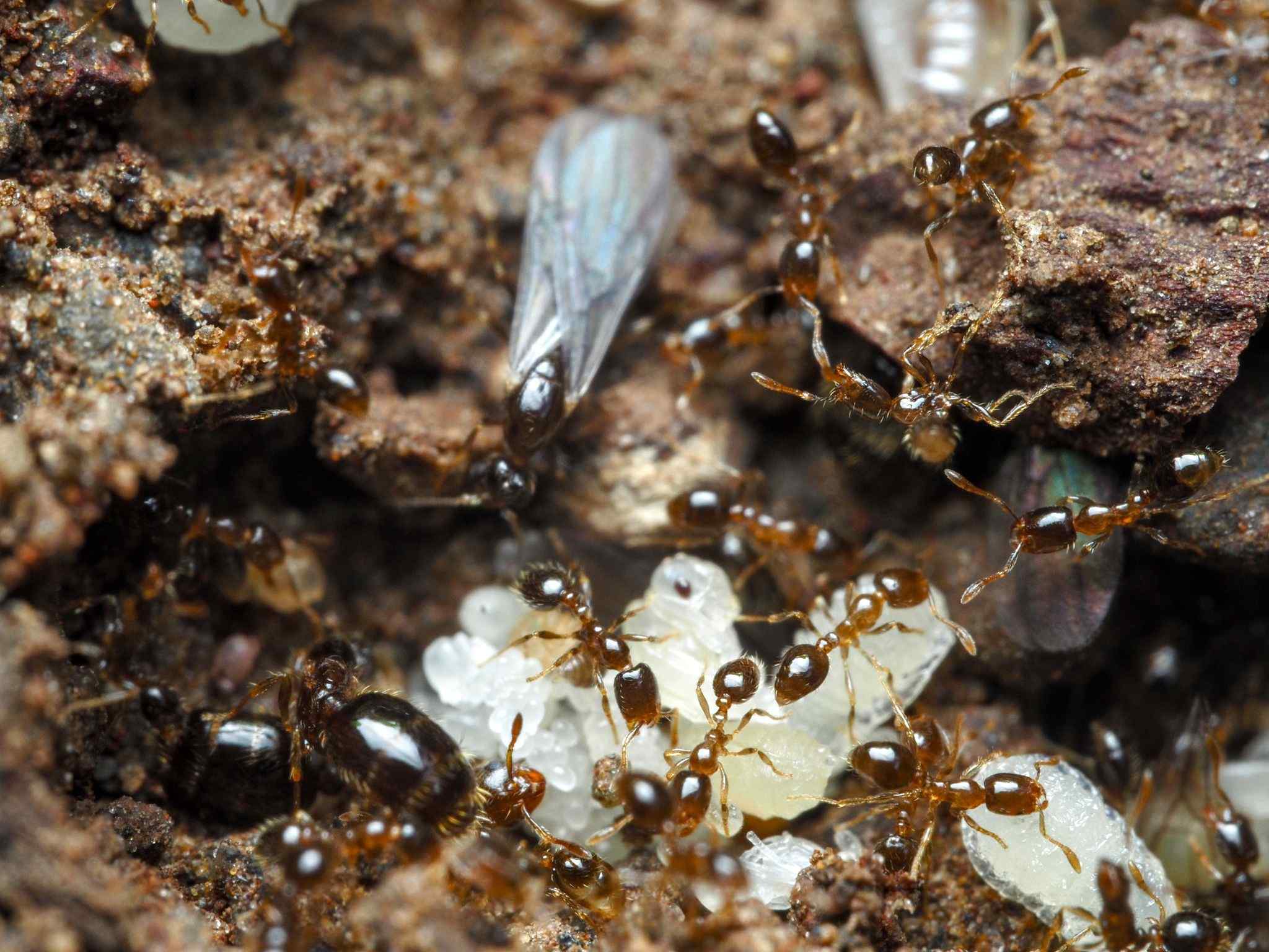 Solenopsis papuana