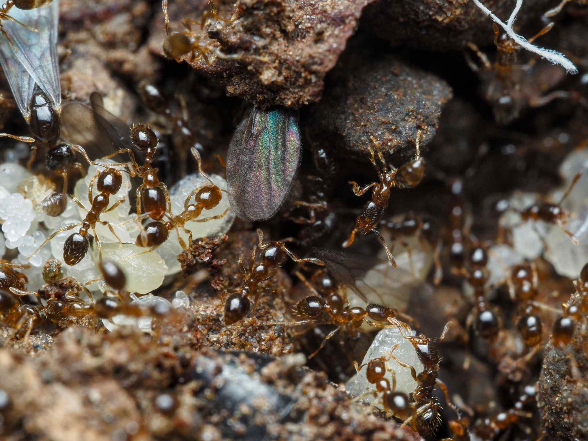 Solenopsis papuana
