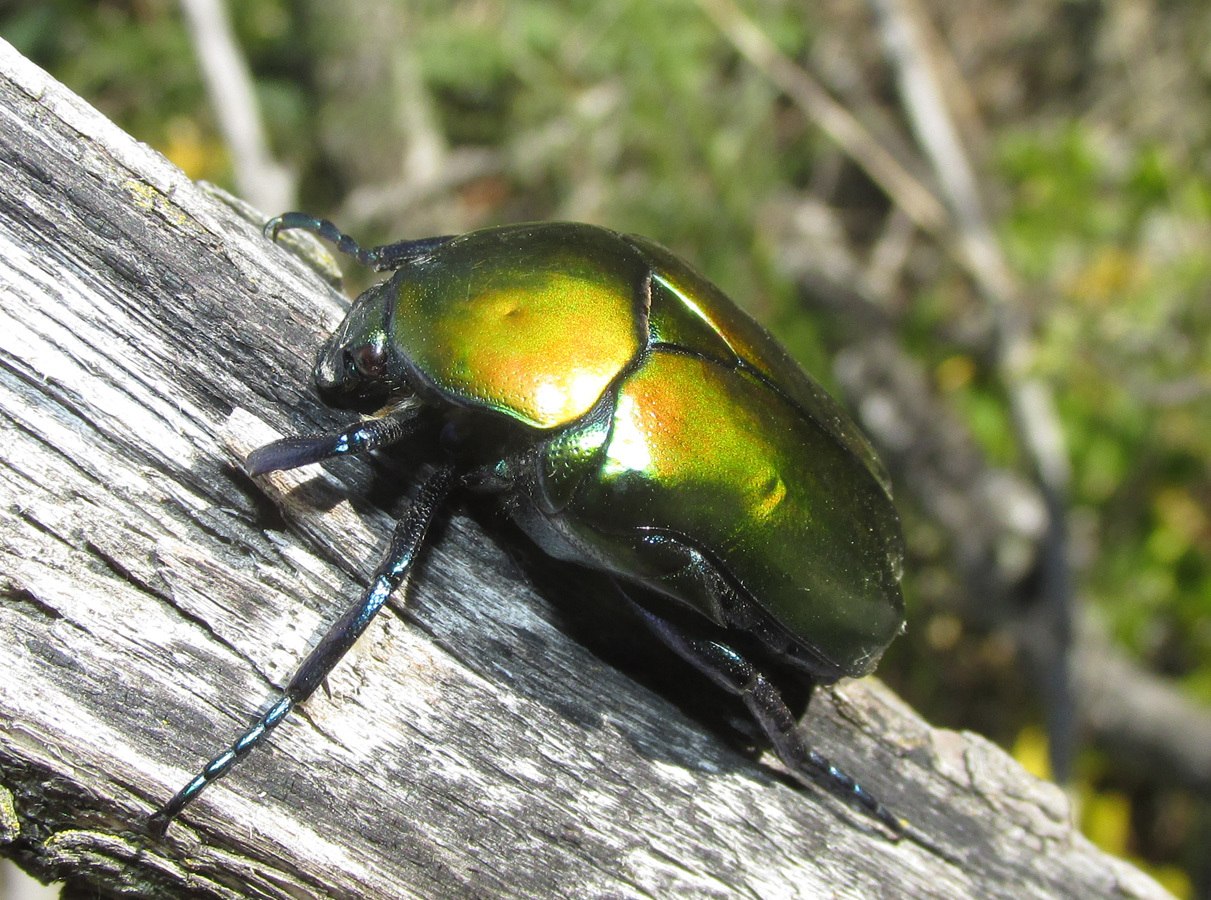 Protaetia speciosa