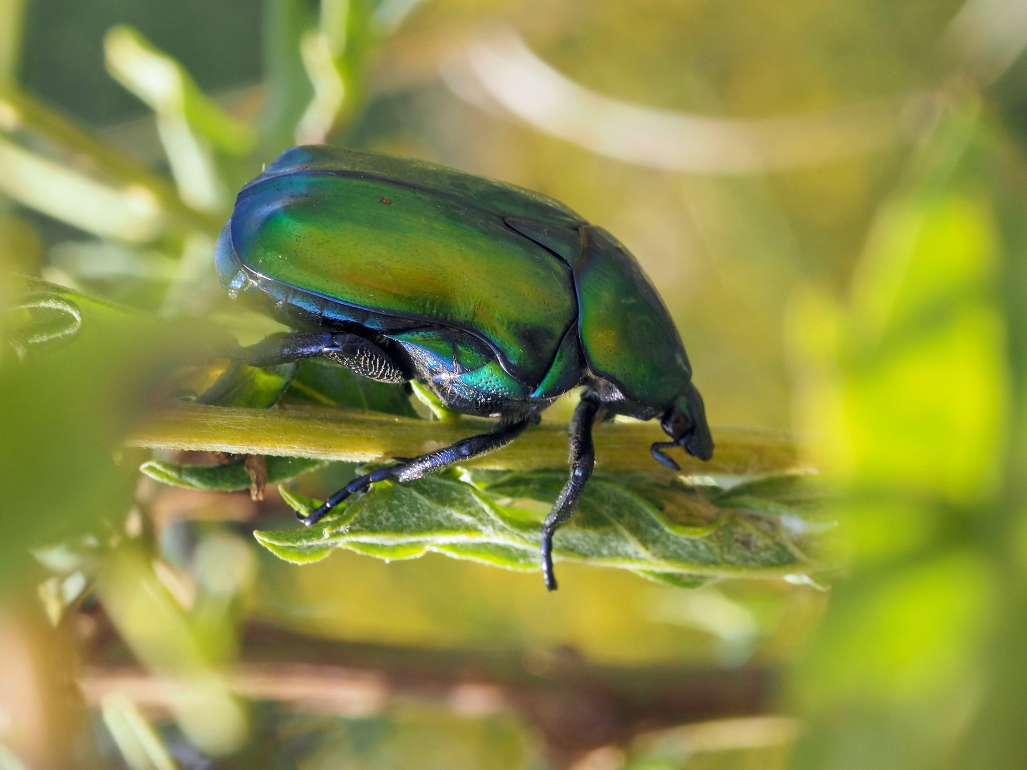 Protaetia speciosa