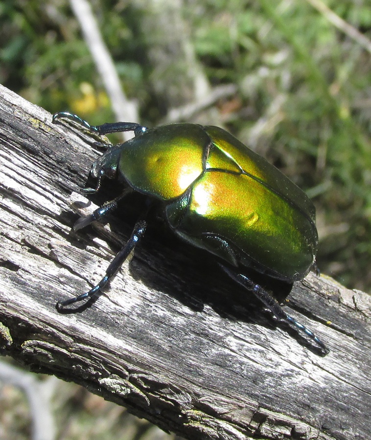 Protaetia speciosa