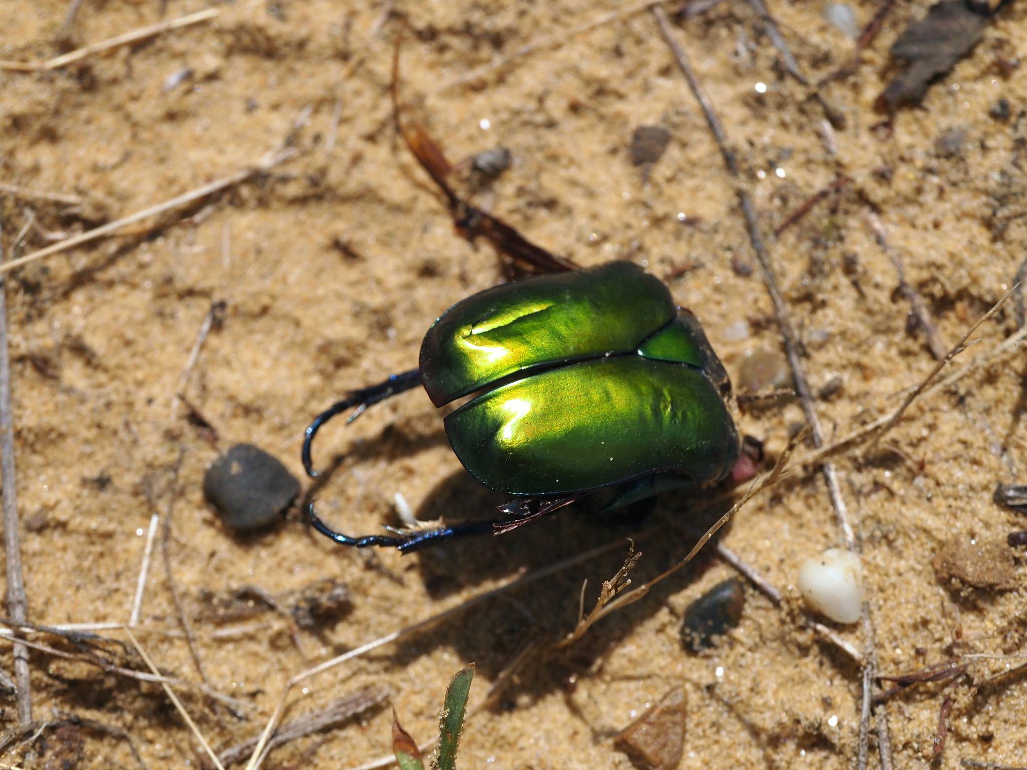 Protaetia speciosa