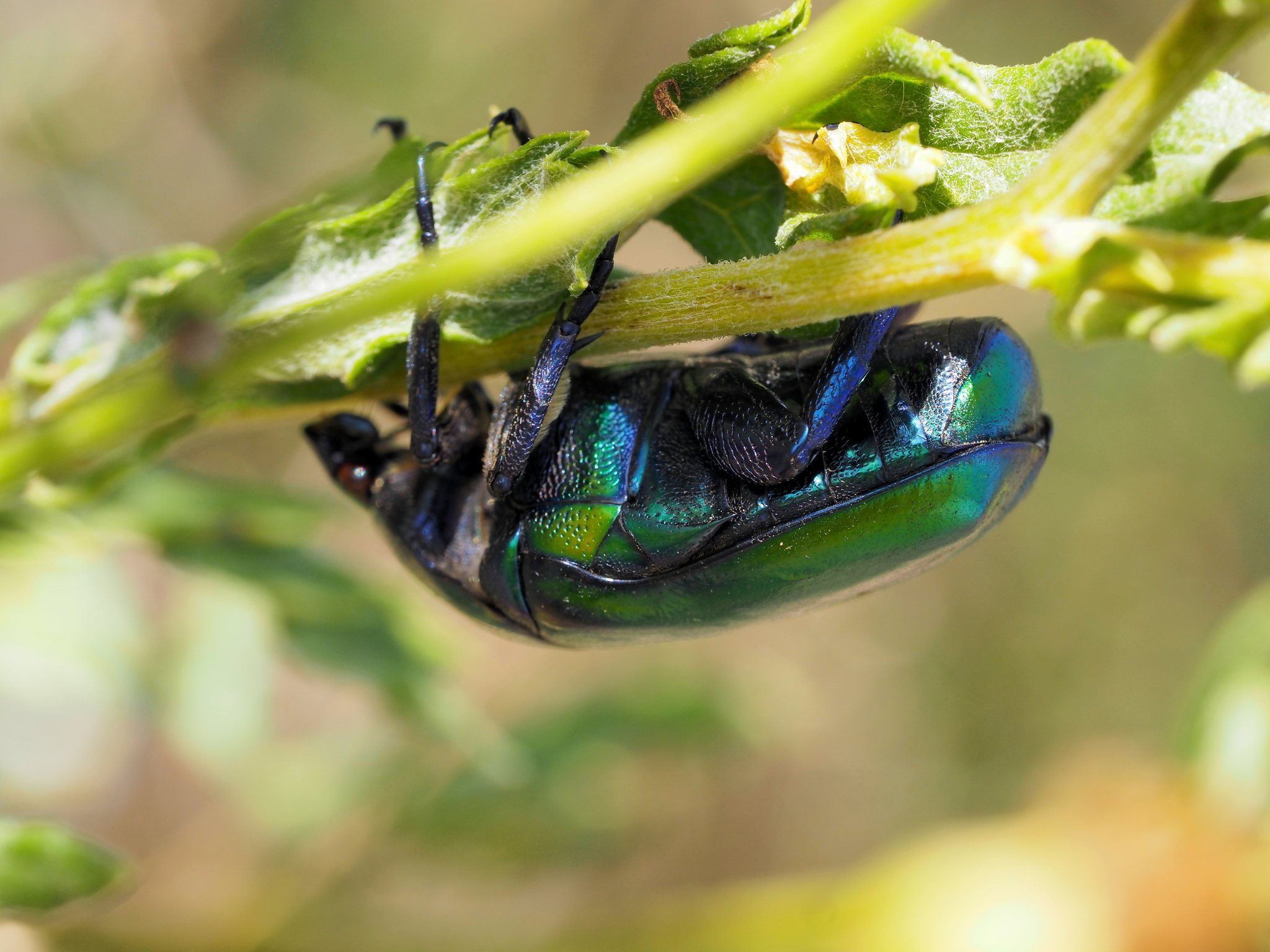 Protaetia speciosa