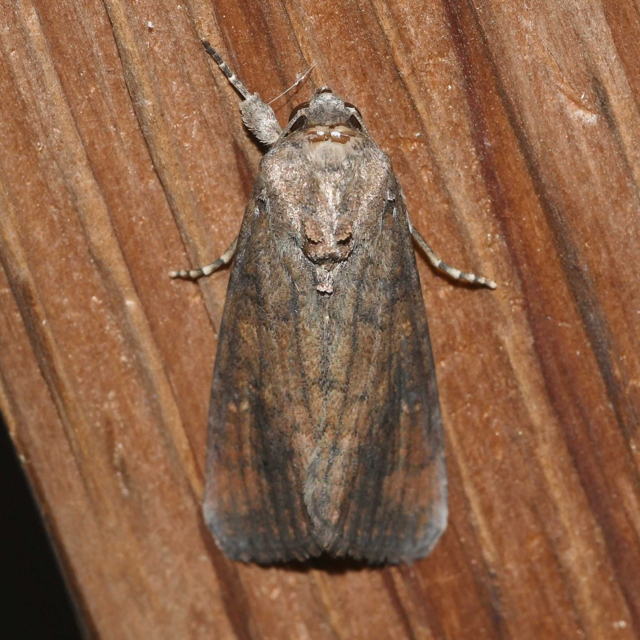 Spodoptera frugiperda
