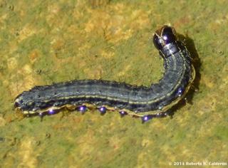 Spodoptera frugiperda