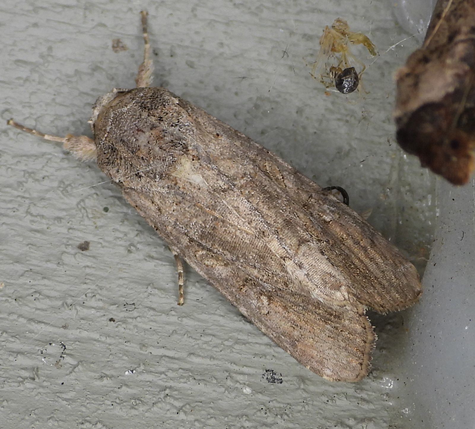 Spodoptera frugiperda
