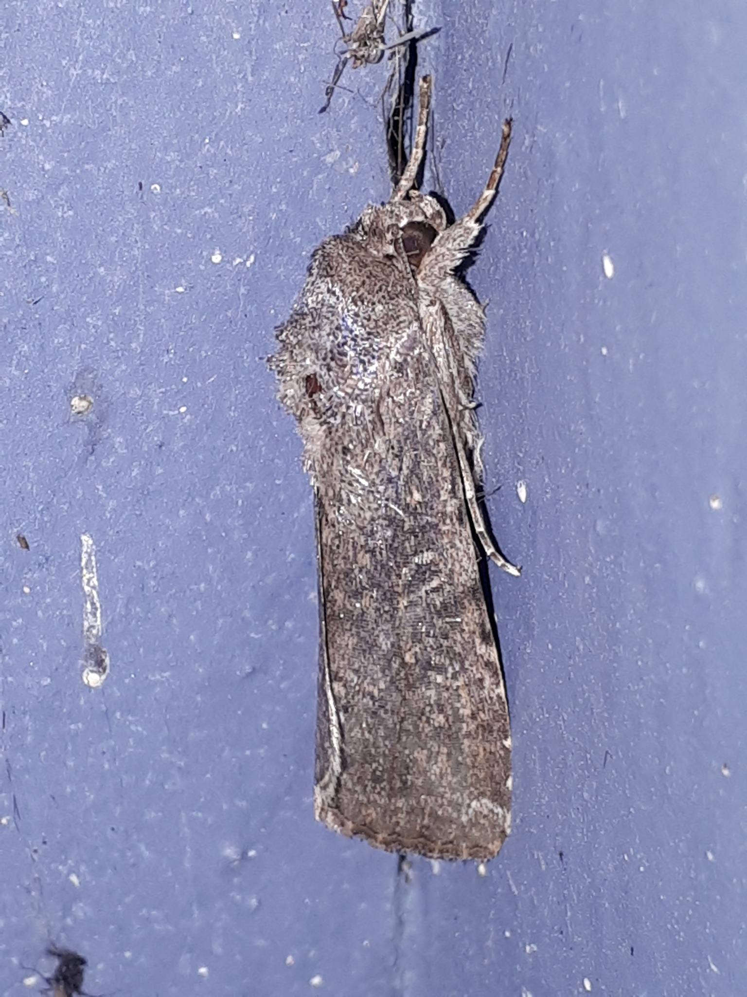 Spodoptera frugiperda