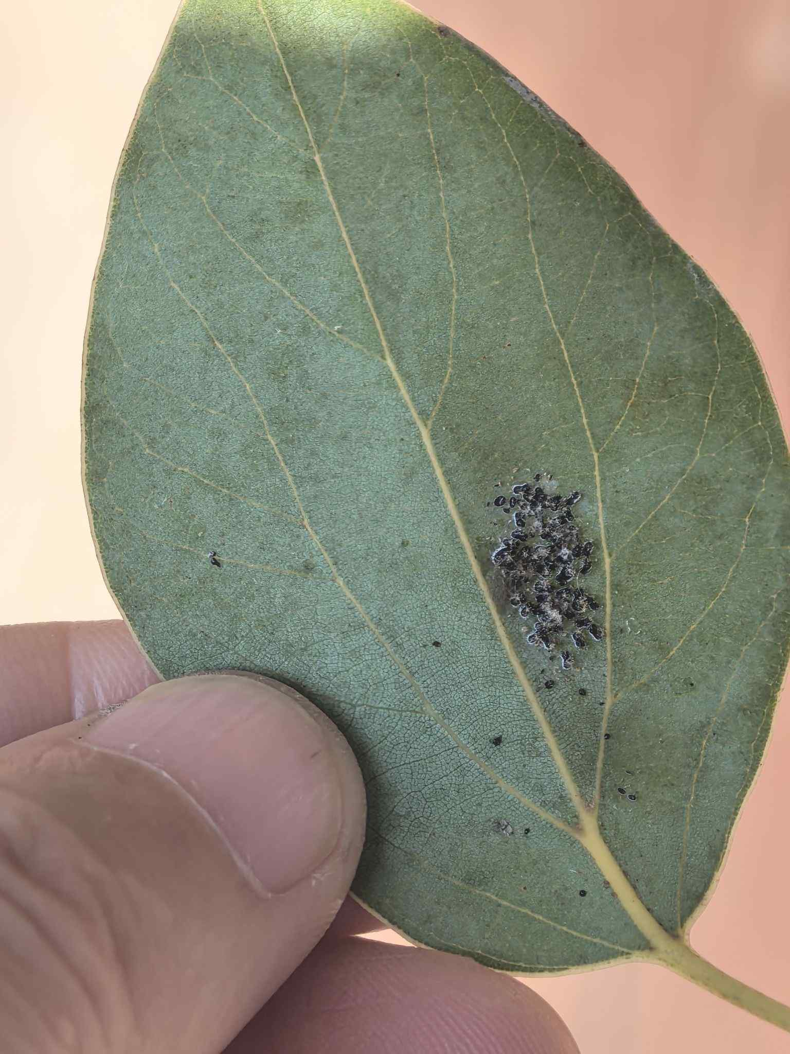 Aleurocanthus cinnamomi