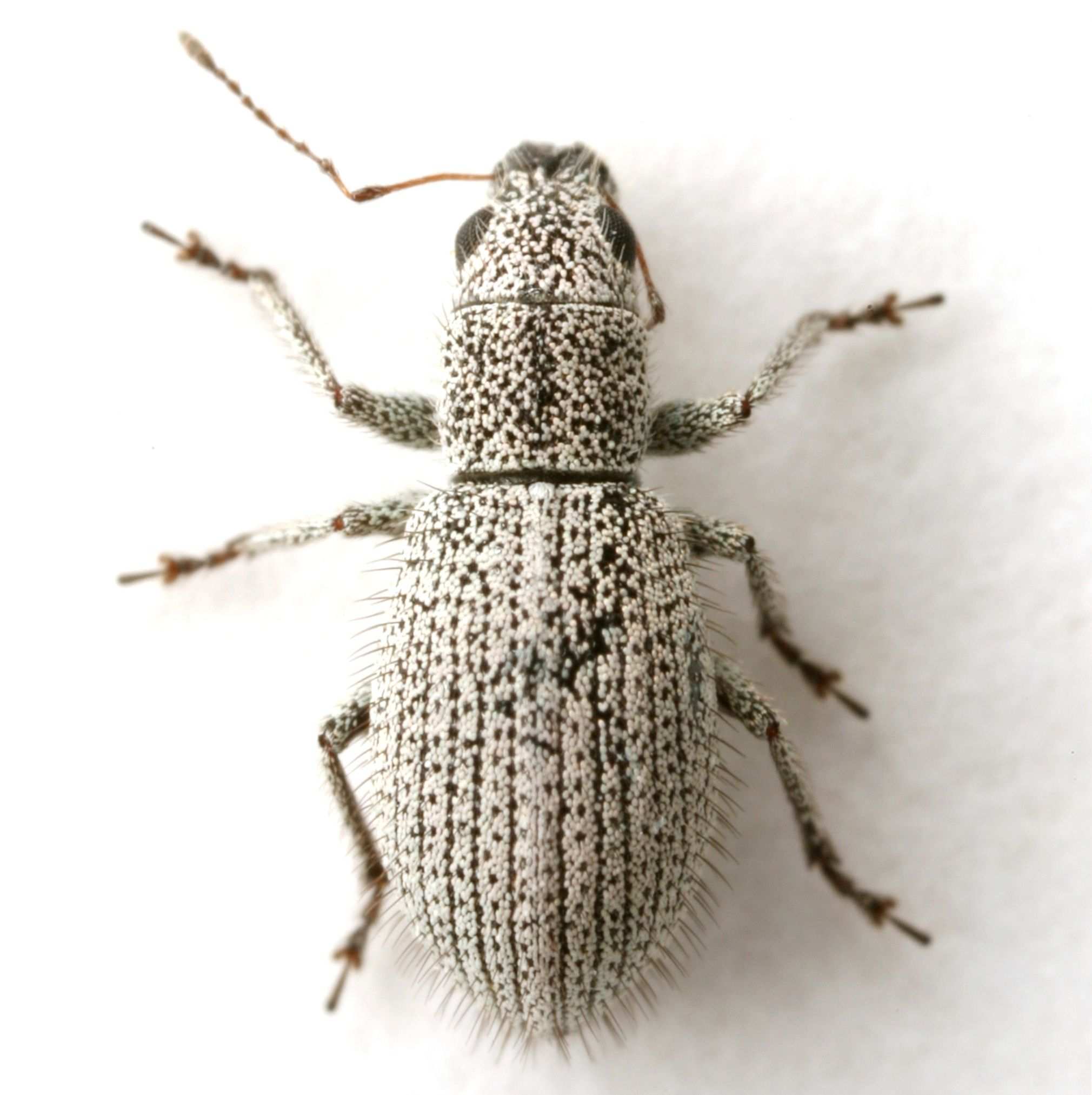 Mitostylus