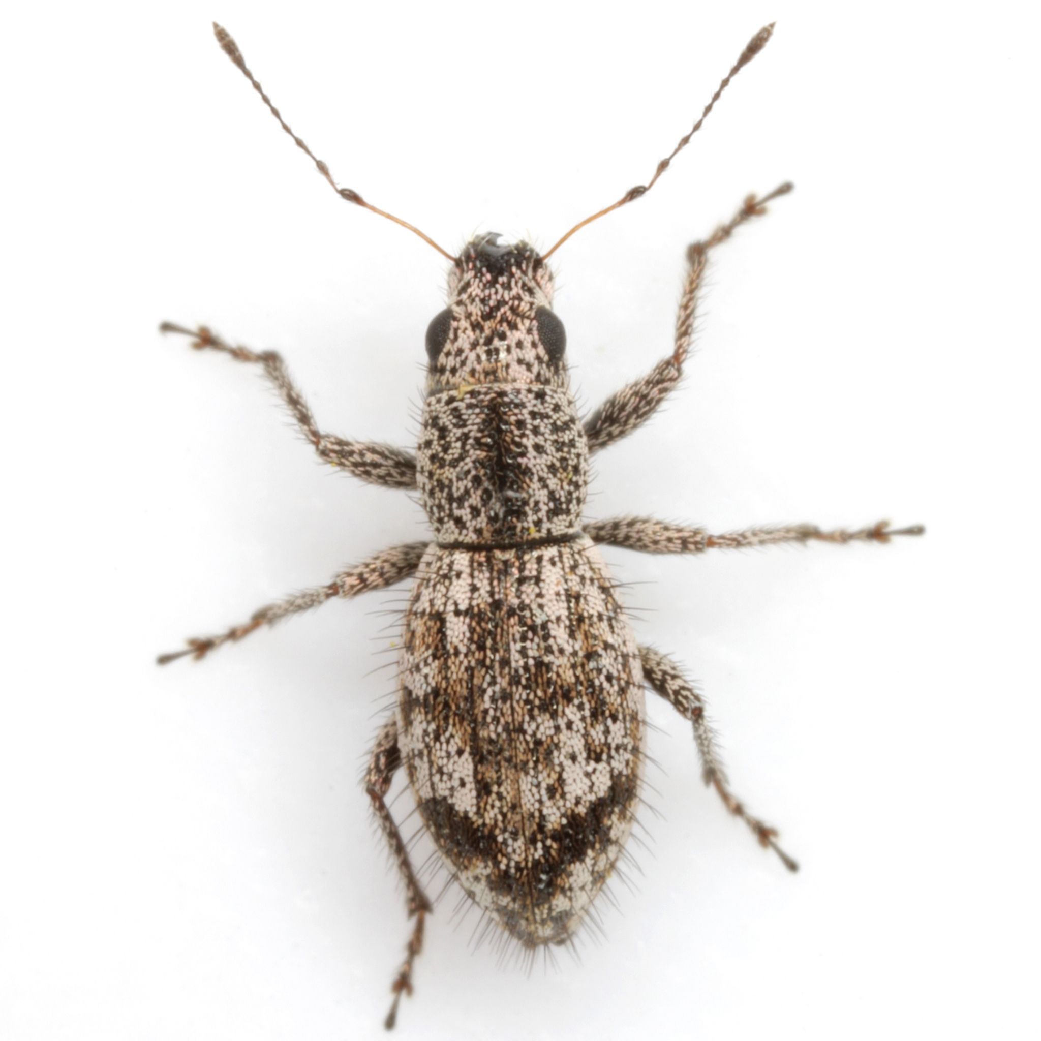 Mitostylus