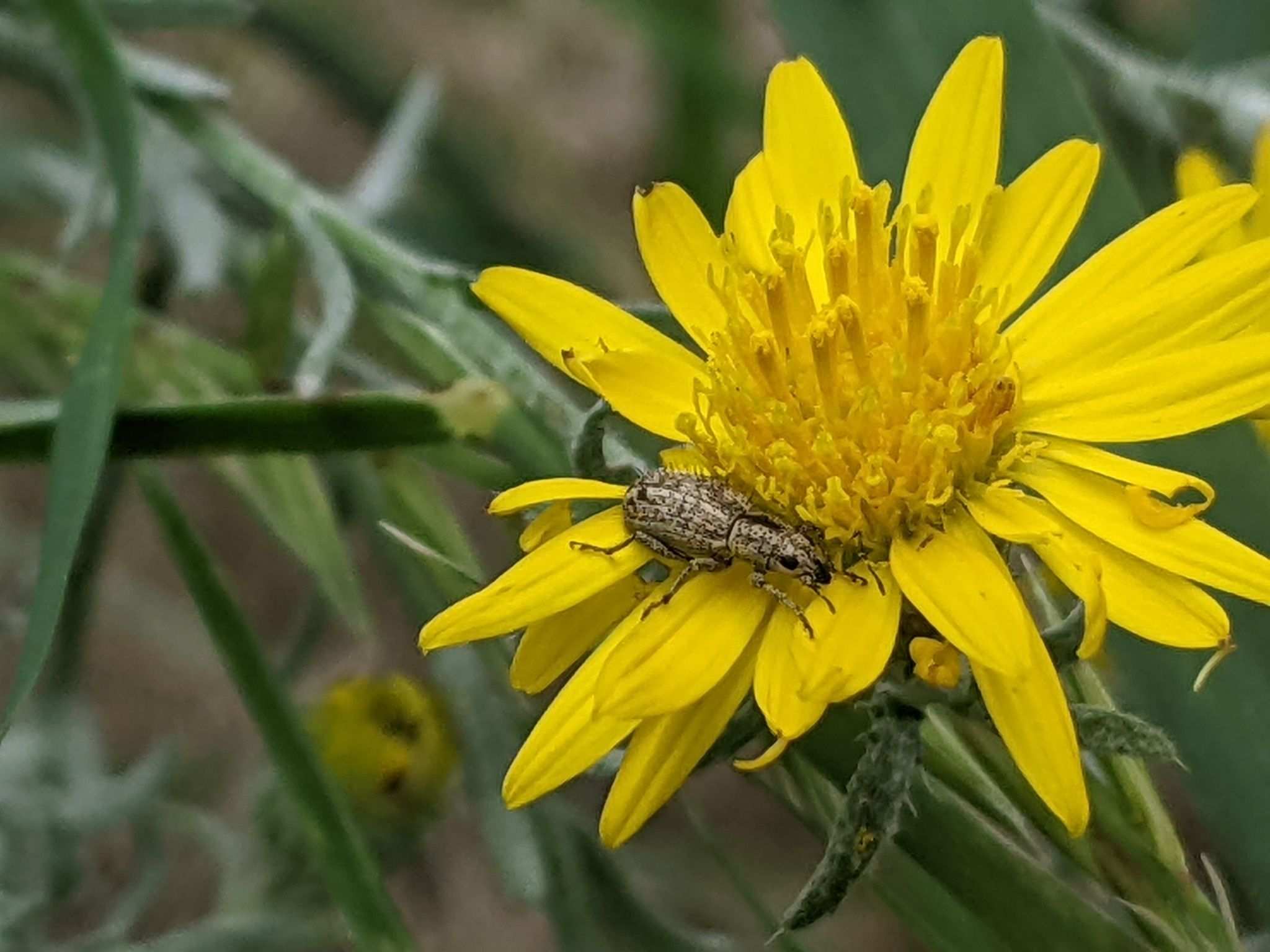 Mitostylus