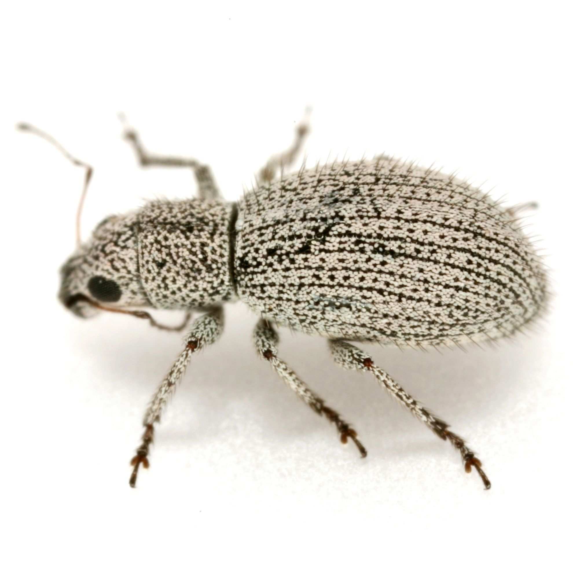 Mitostylus