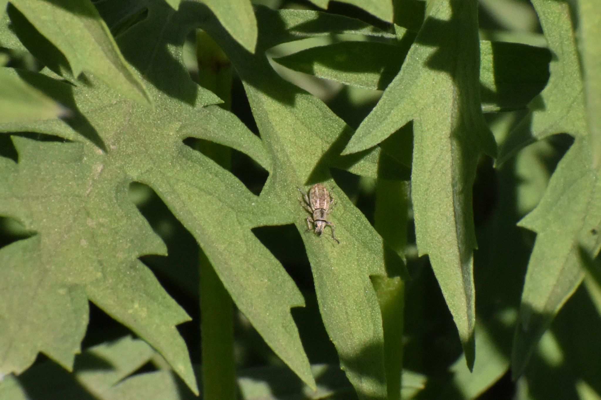 Mitostylus
